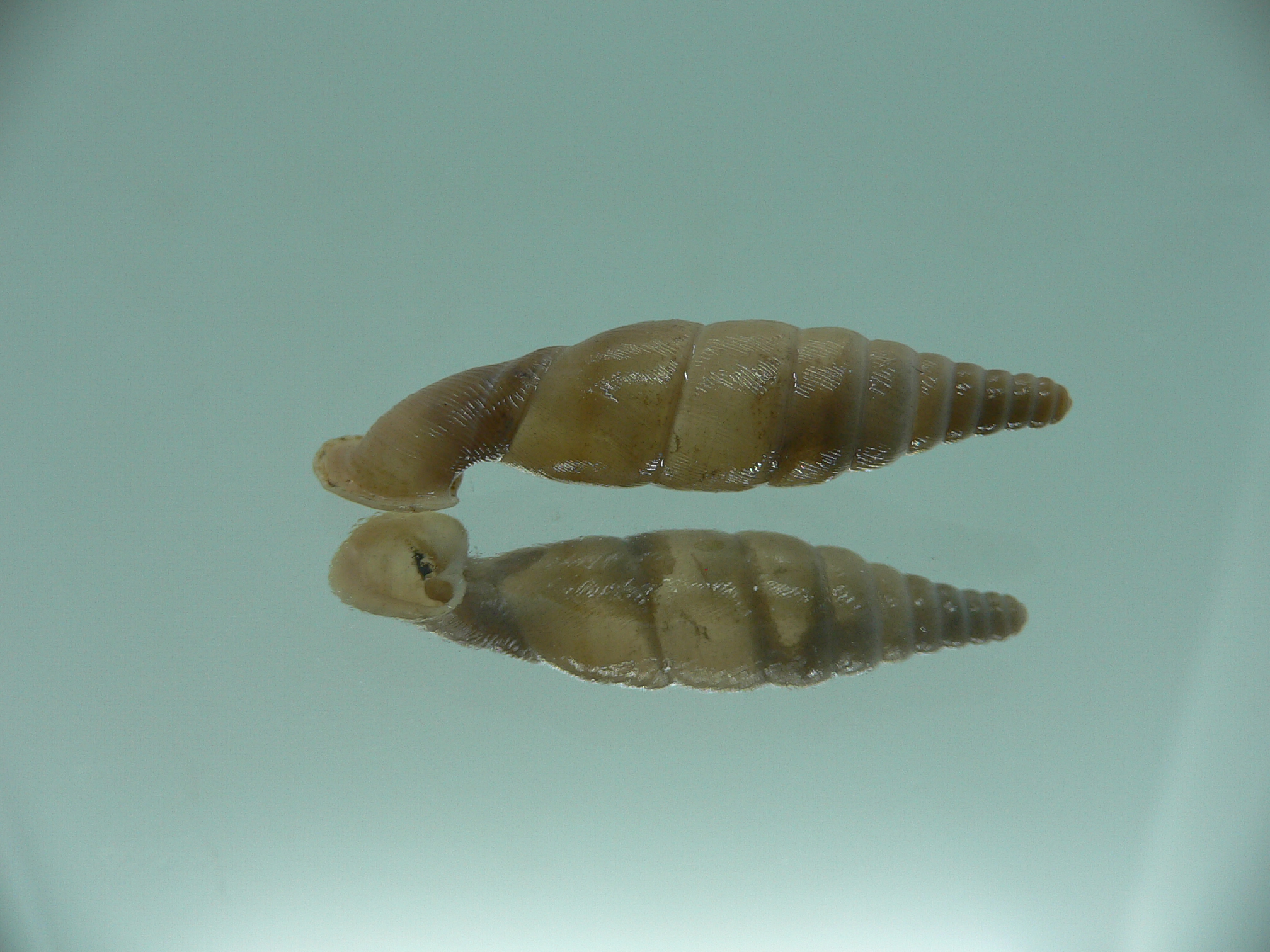 Grandinenia unicolor BIG 2