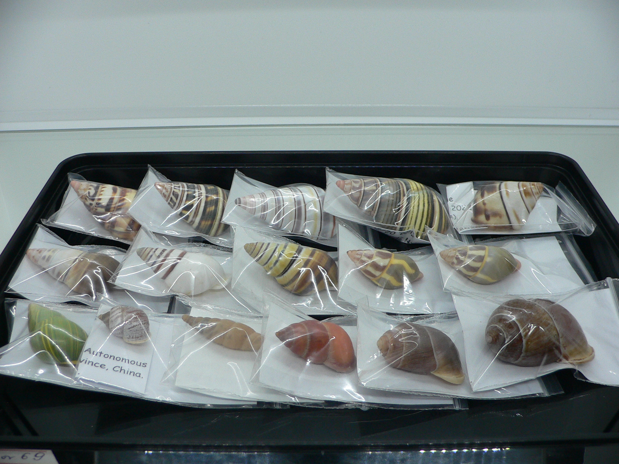 Grandinenia unicolor BIG 2