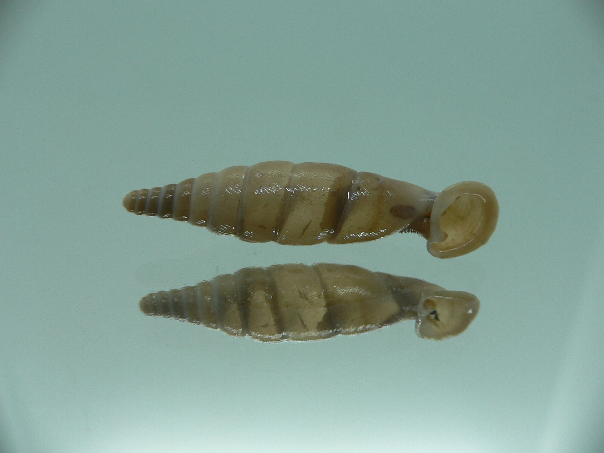 Grandinenia unicolor BIG 2