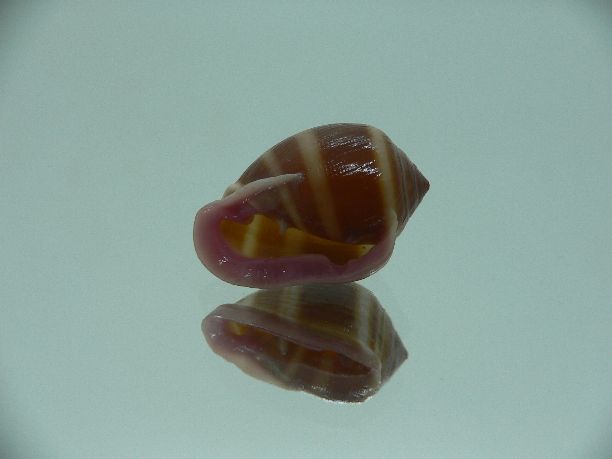 Cassidula nucleus nucleus GIANT & STRIPES
