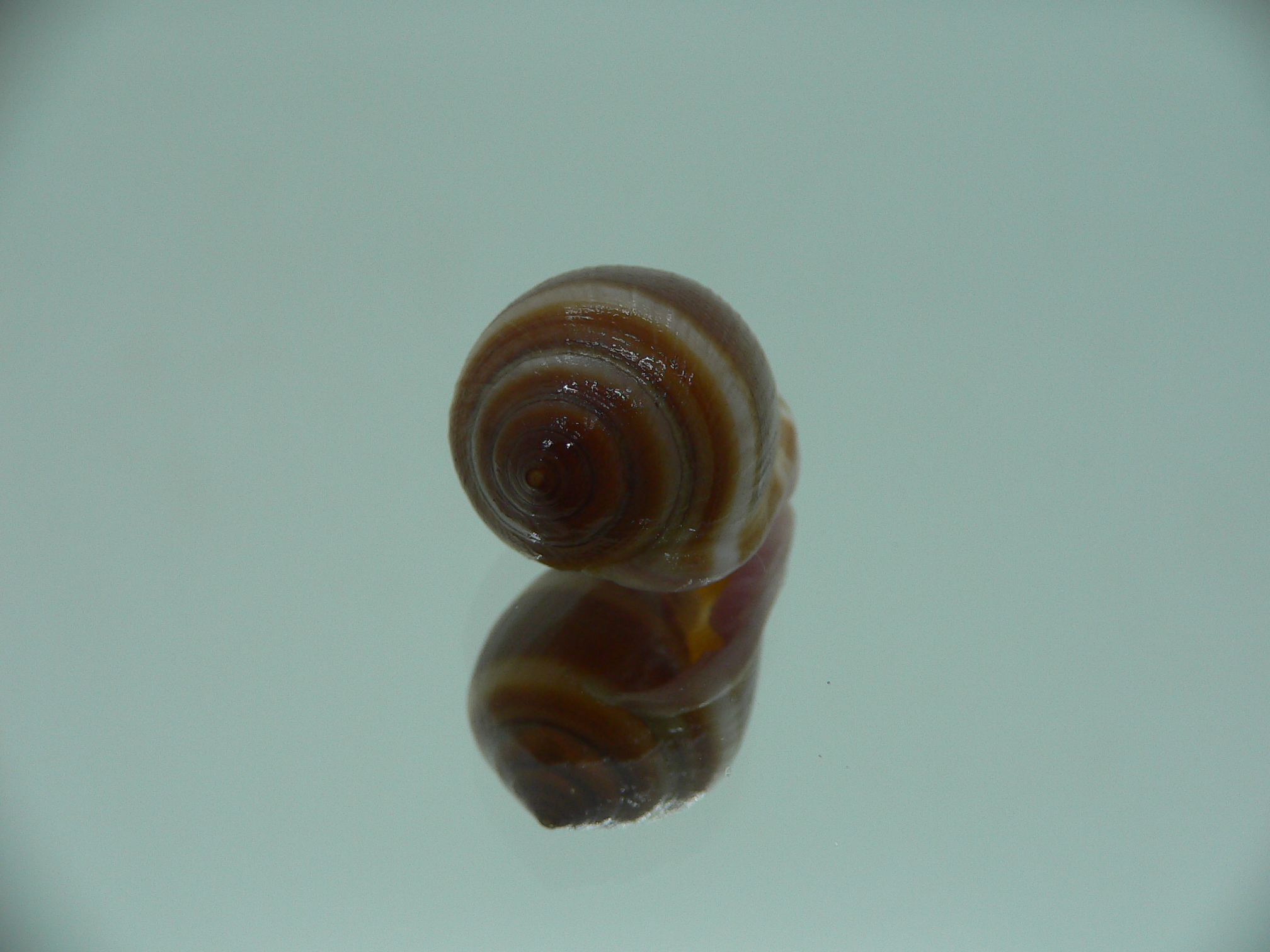 Cassidula nucleus nucleus GIANT & STRIPES
