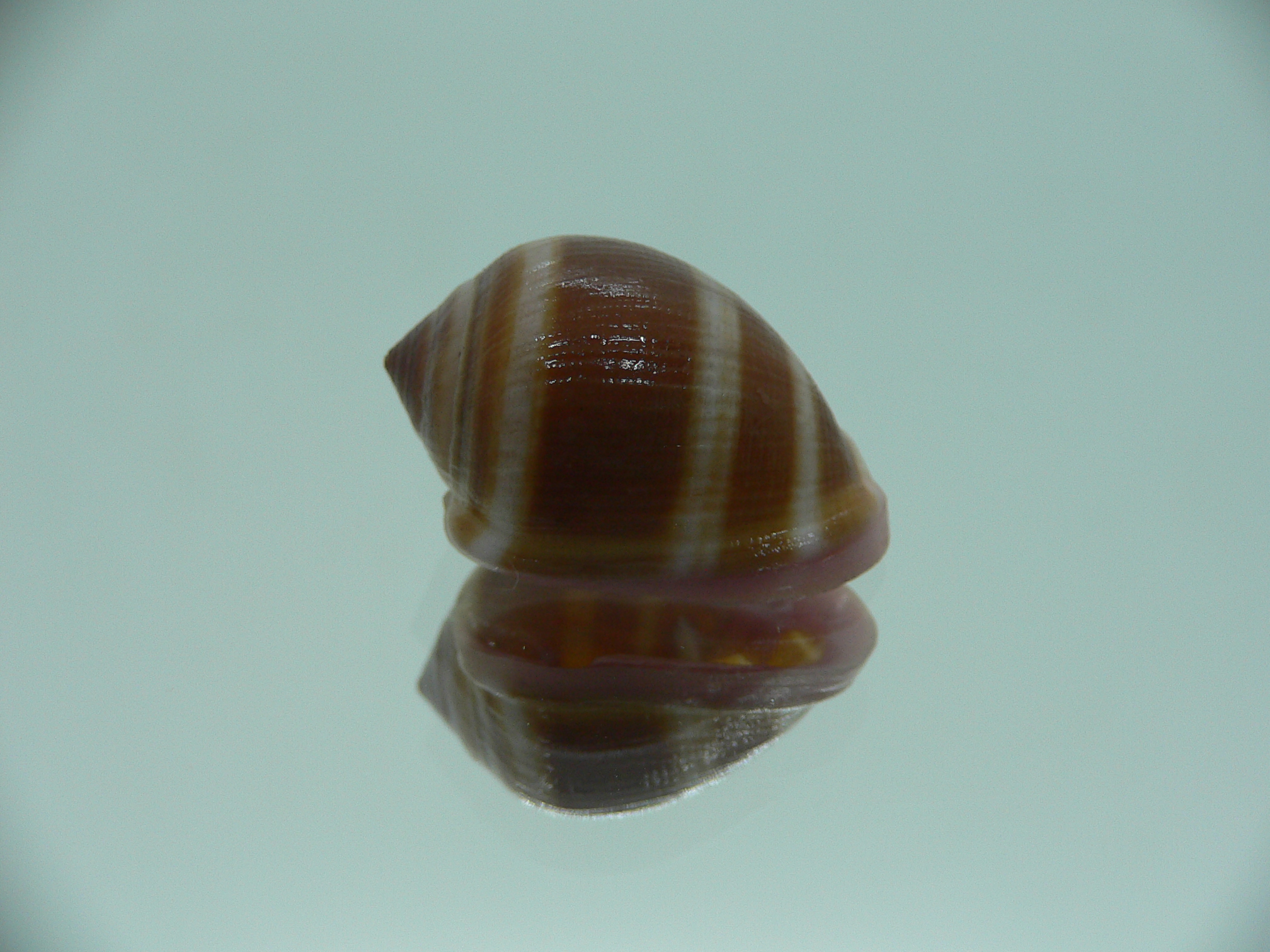 Cassidula nucleus nucleus GIANT & STRIPES