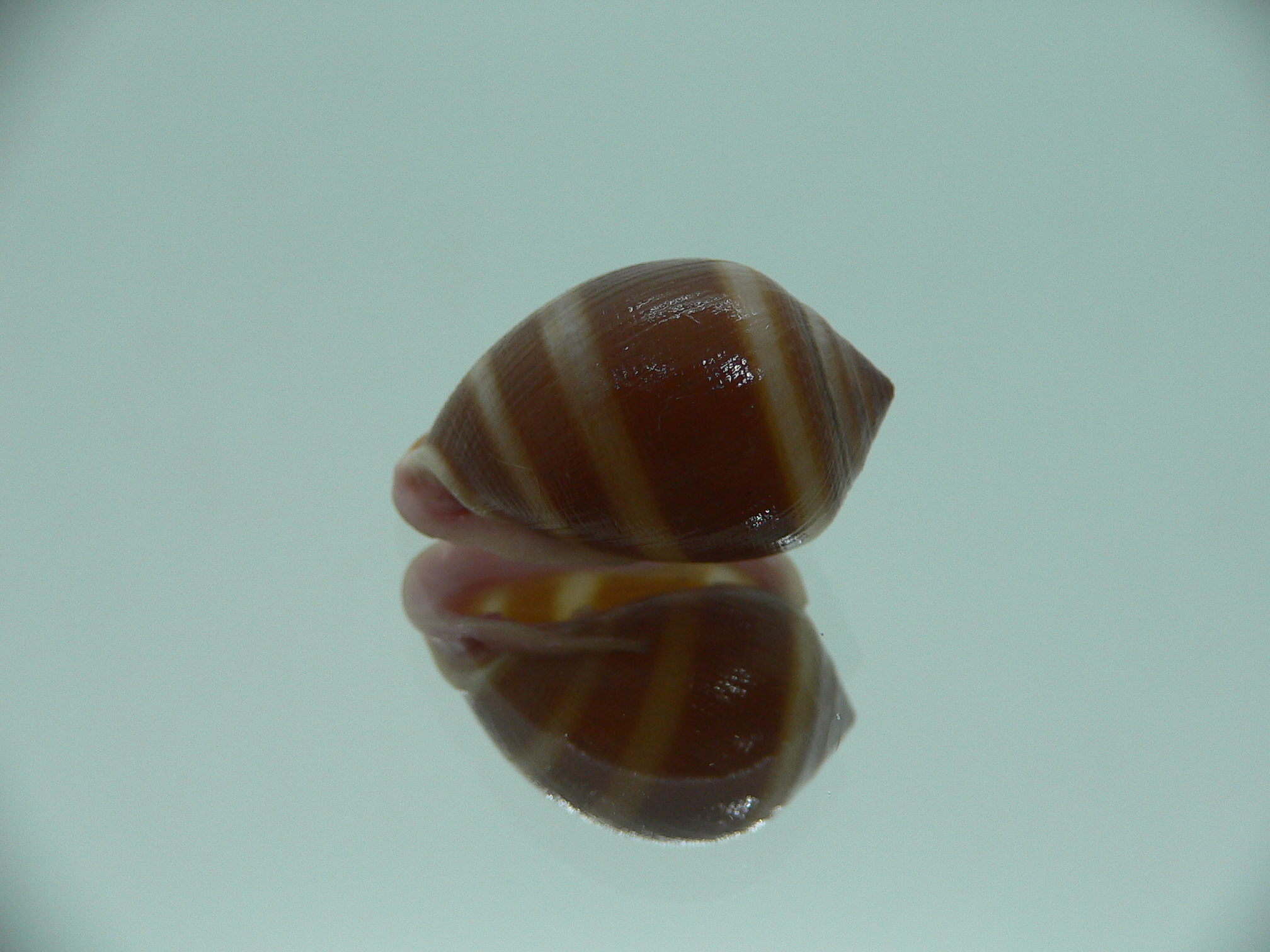 Cassidula nucleus nucleus GIANT & STRIPES