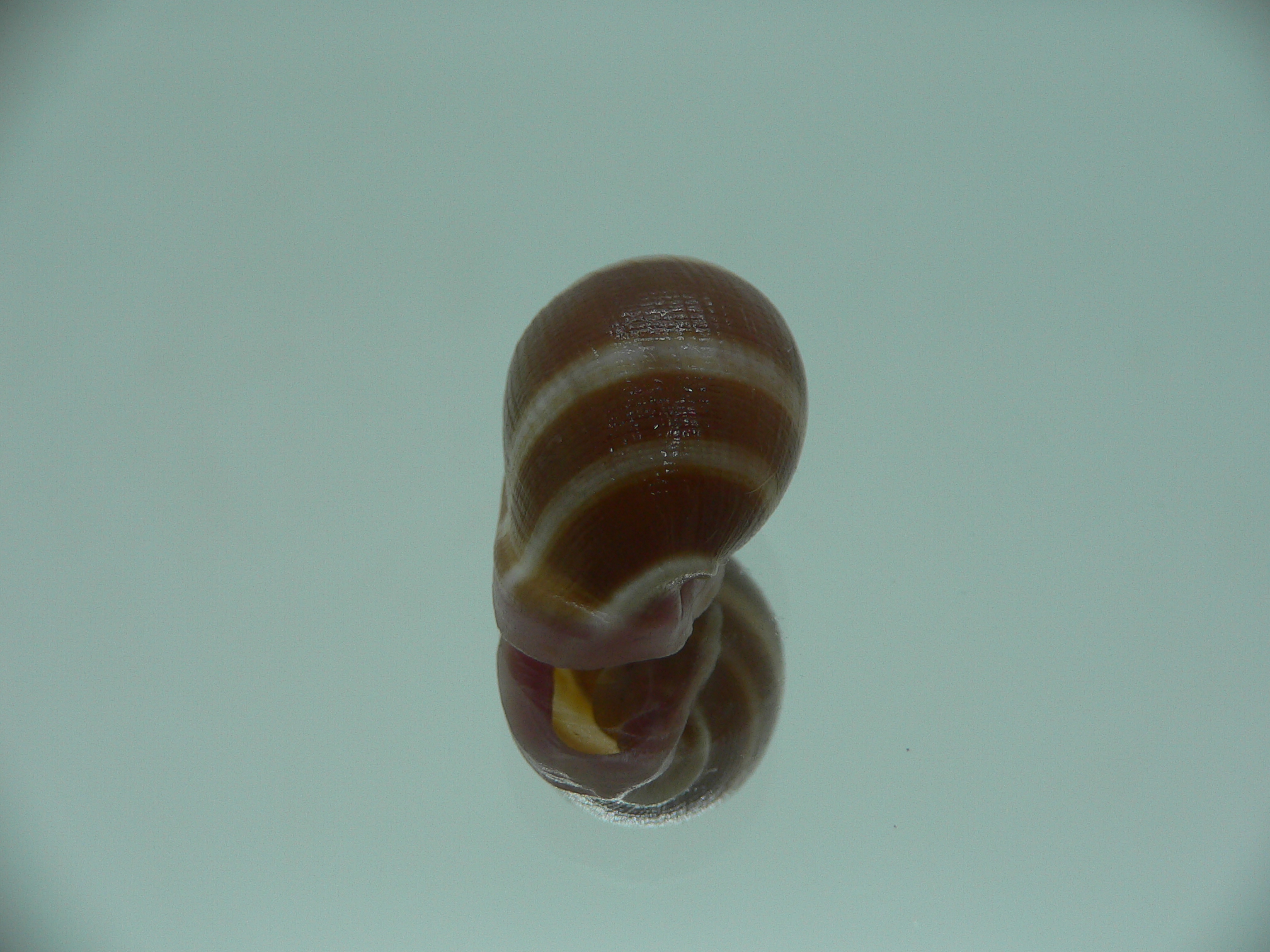 Cassidula nucleus nucleus GIANT & STRIPES