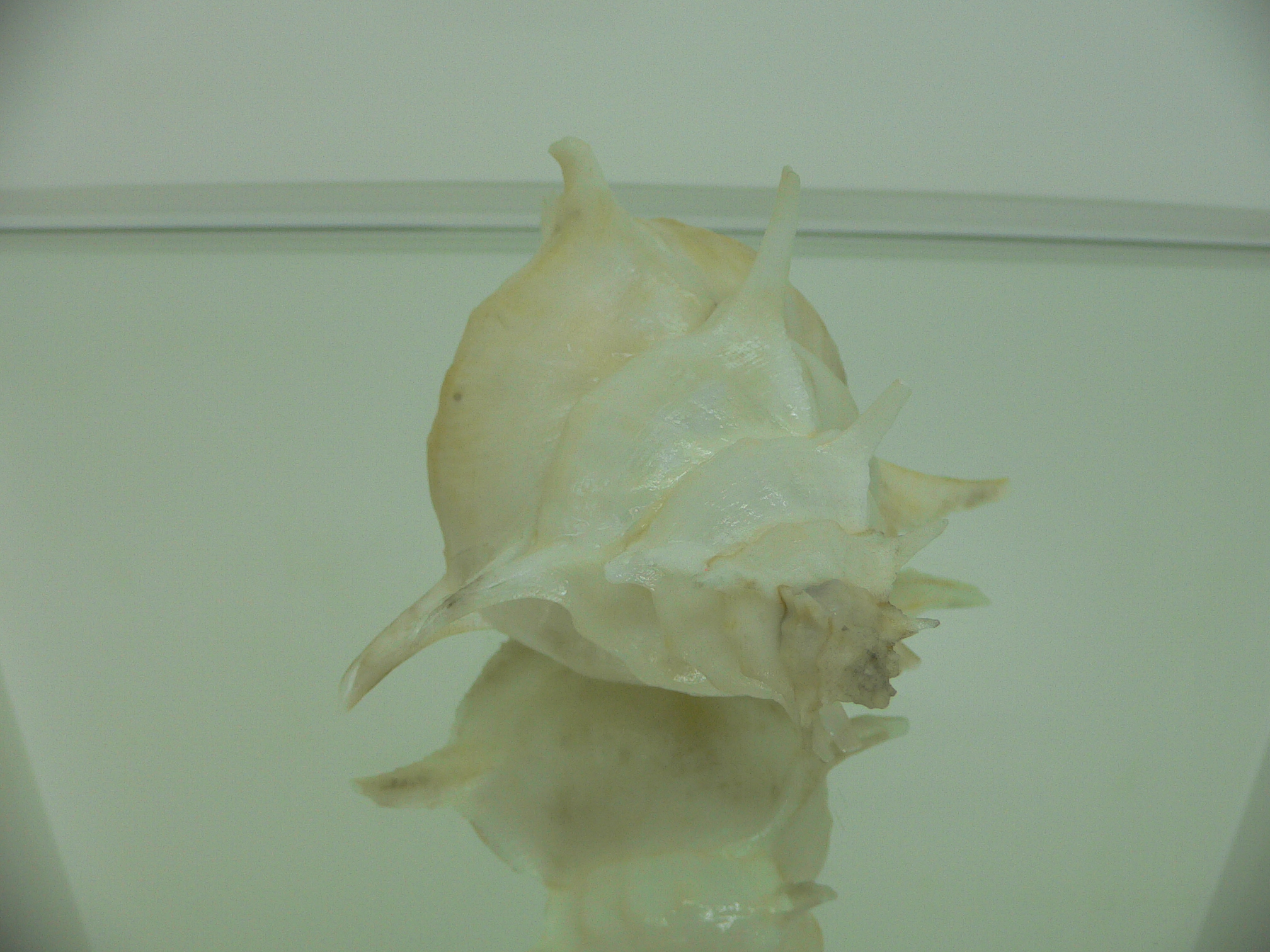 Siratus alabaster BIG MONSTER