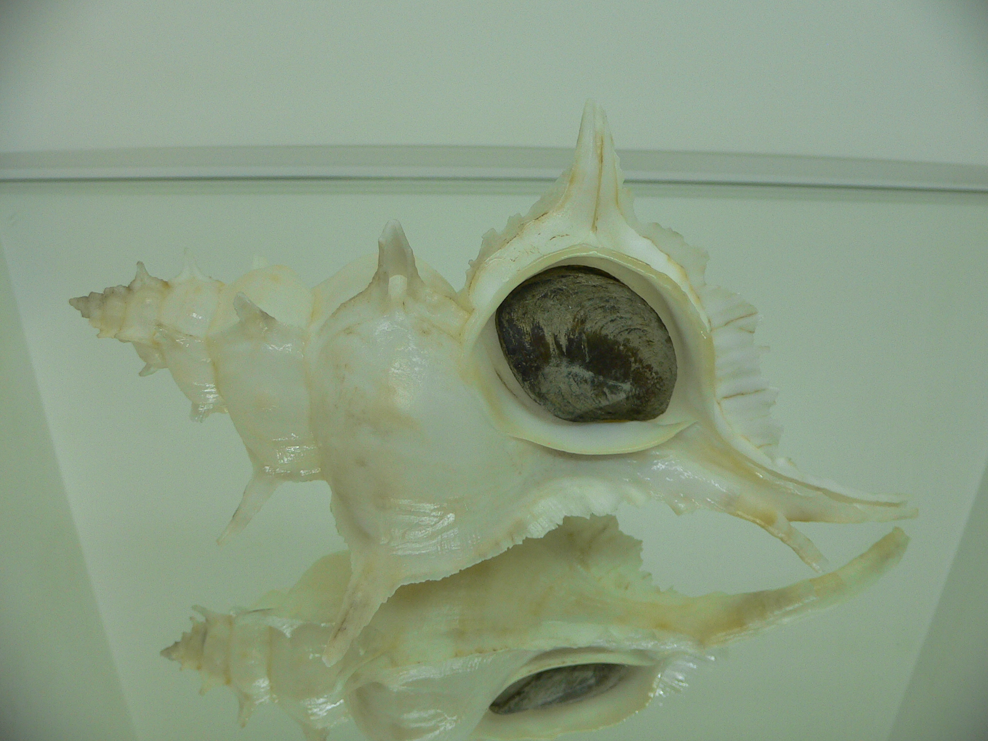 Siratus alabaster BIG MONSTER