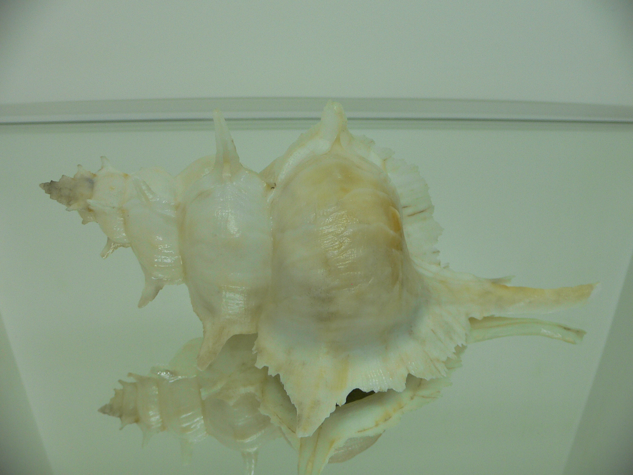 Siratus alabaster BIG MONSTER