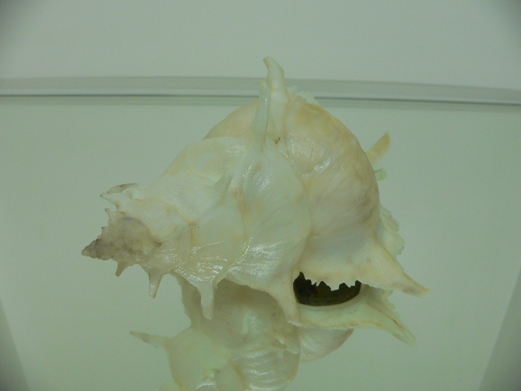 Siratus alabaster BIG MONSTER