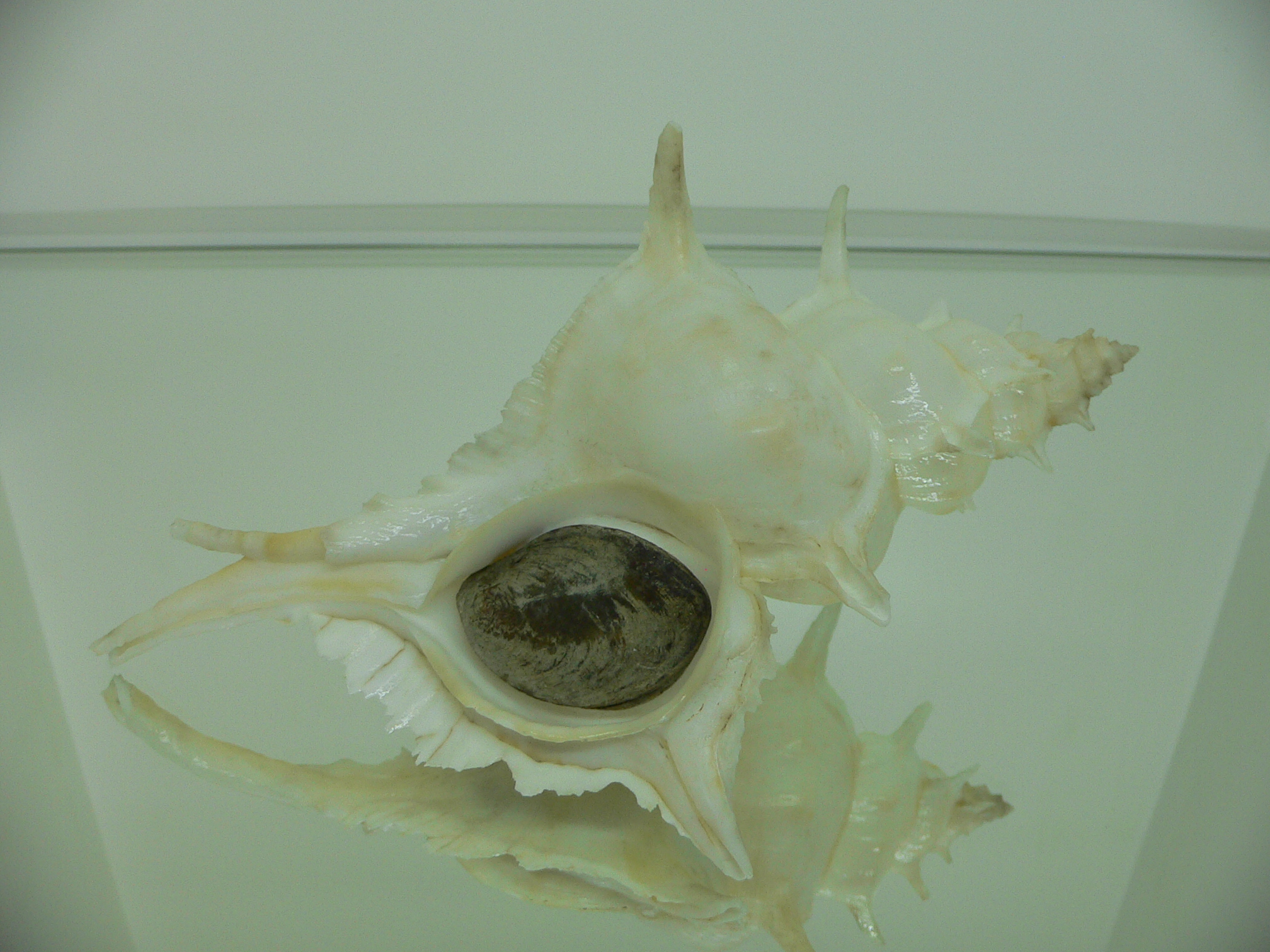 Siratus alabaster BIG MONSTER