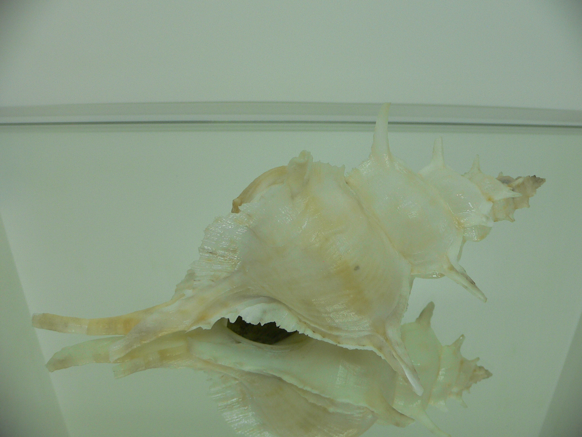Siratus alabaster BIG MONSTER