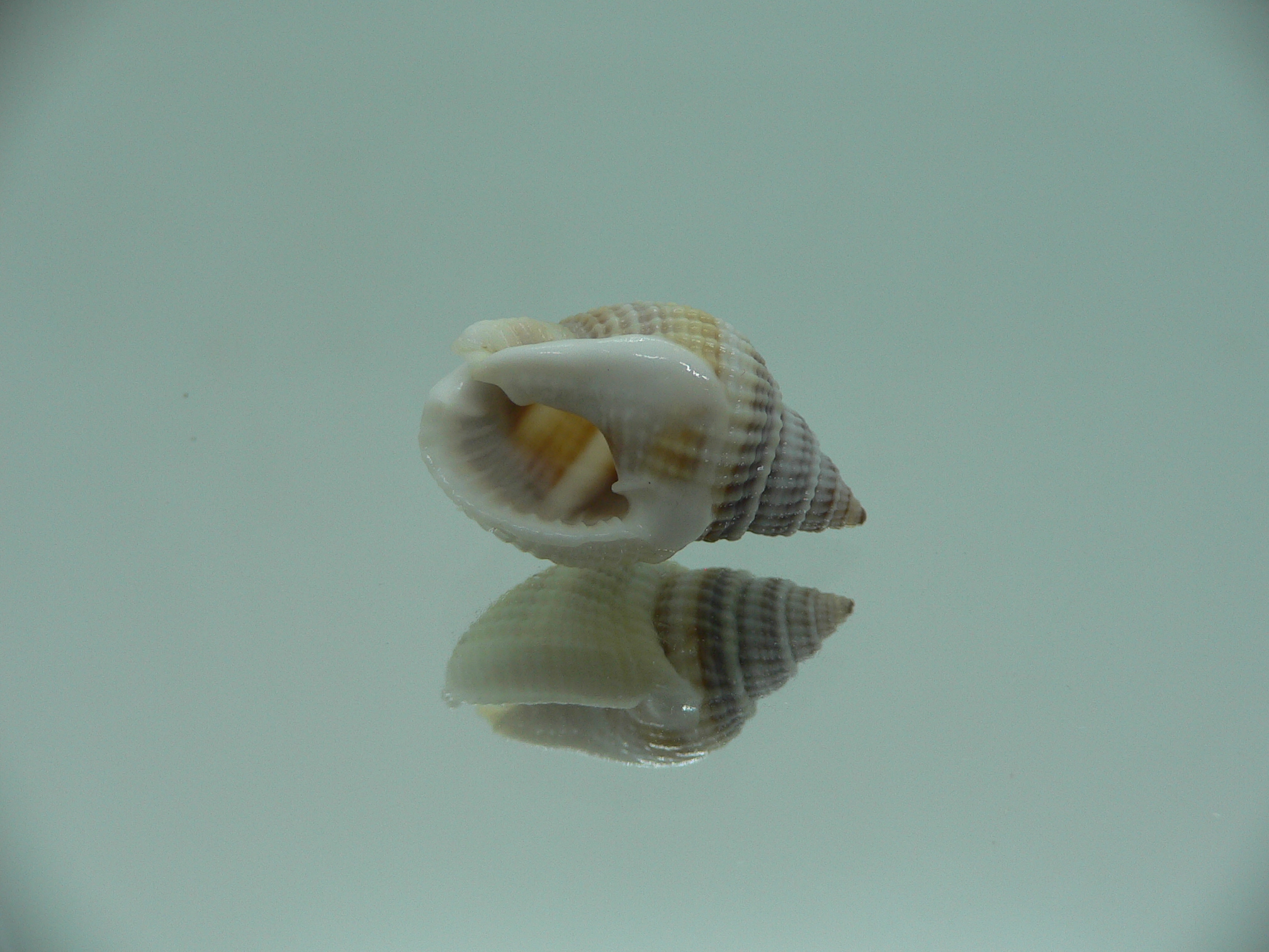 Nassarius livescens TRICOLOR