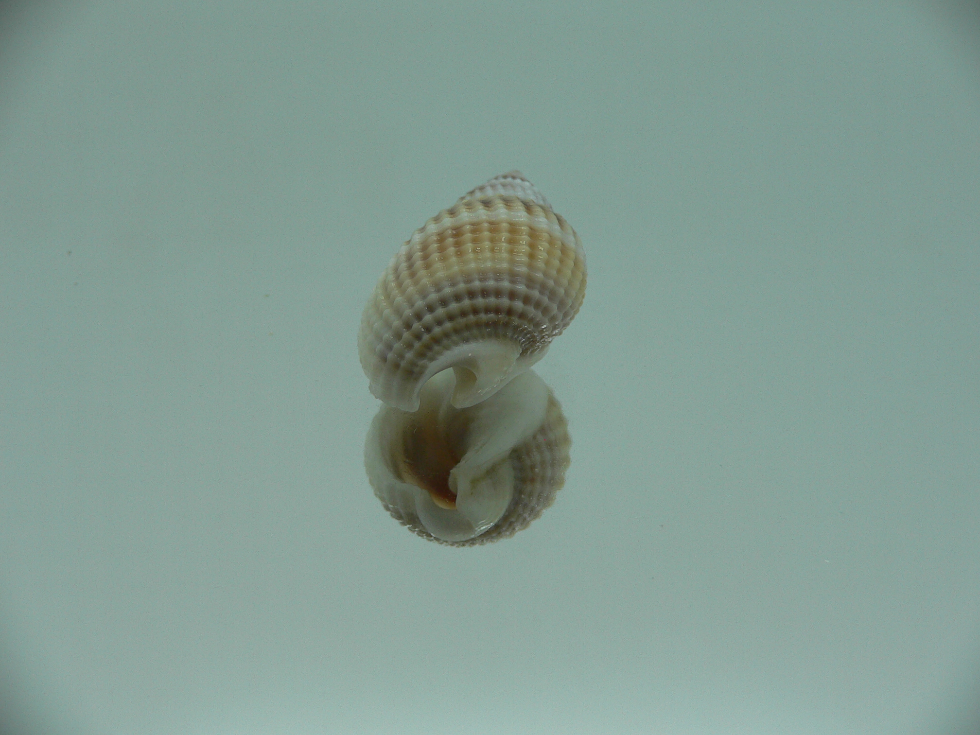 Nassarius livescens TRICOLOR