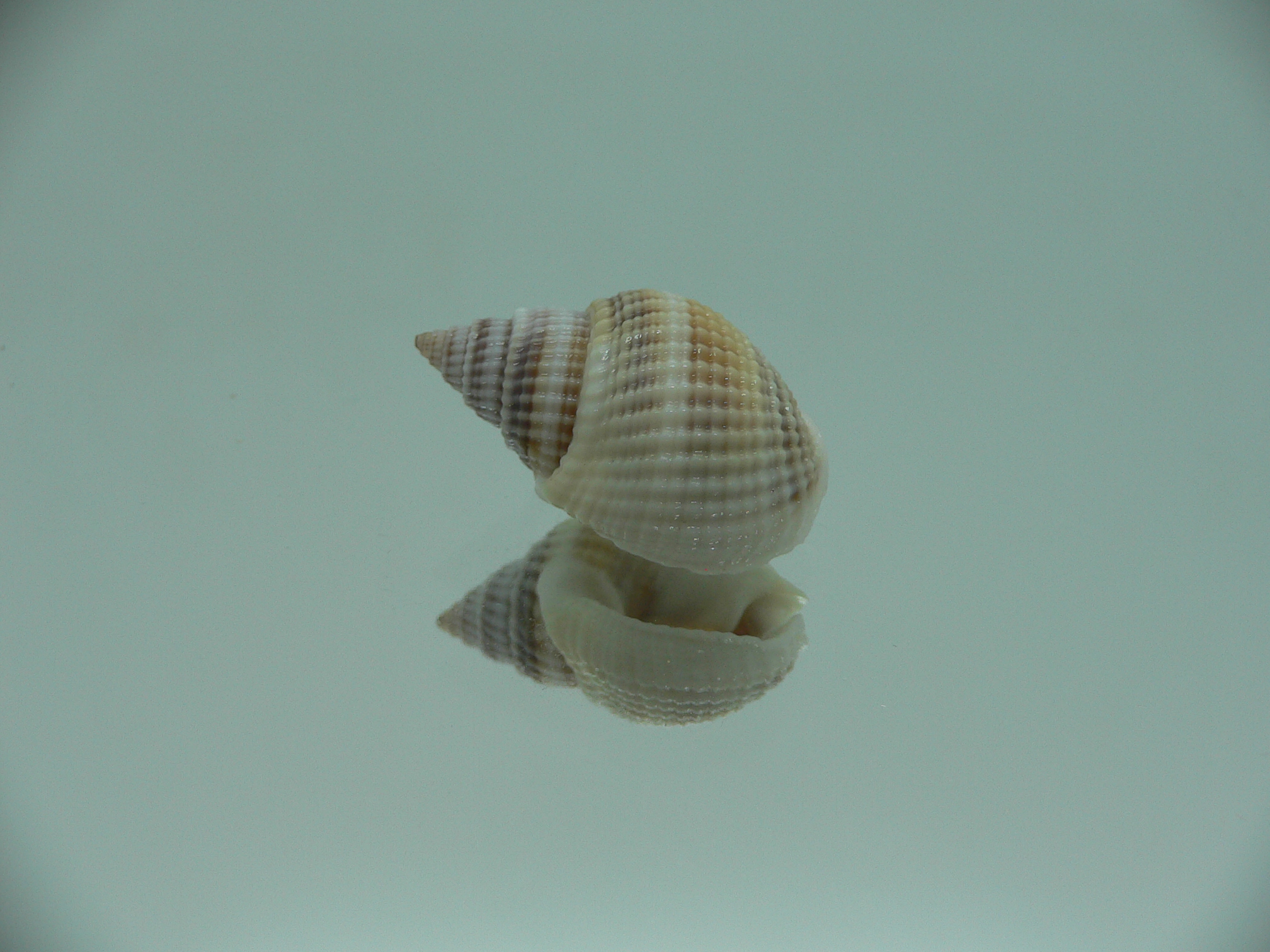 Nassarius livescens TRICOLOR
