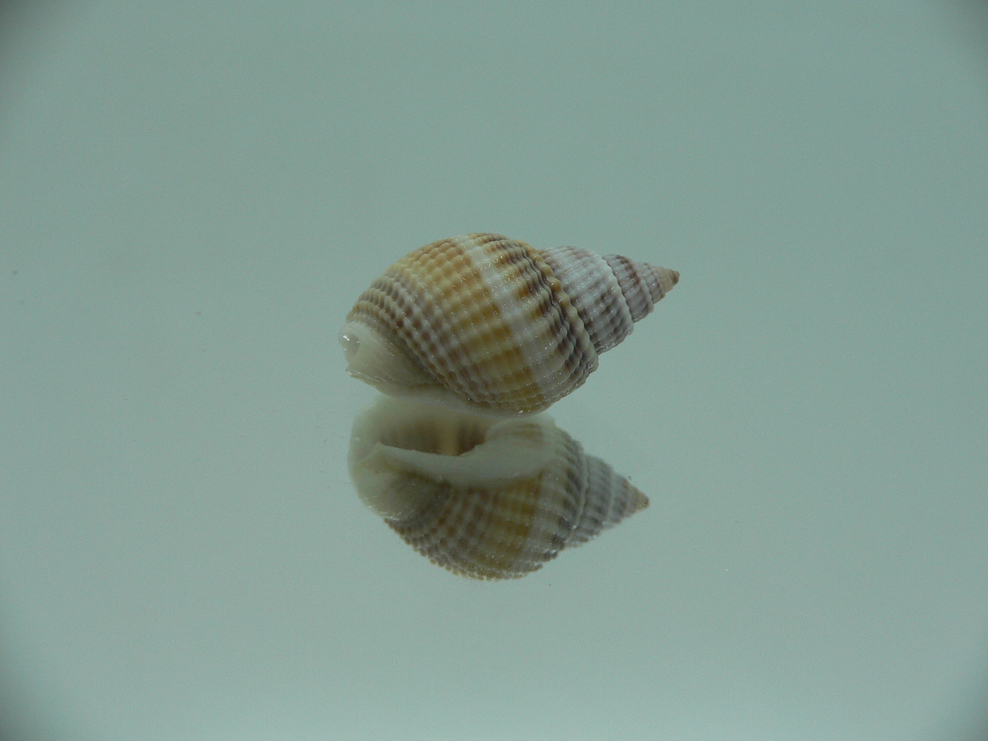 Nassarius livescens TRICOLOR