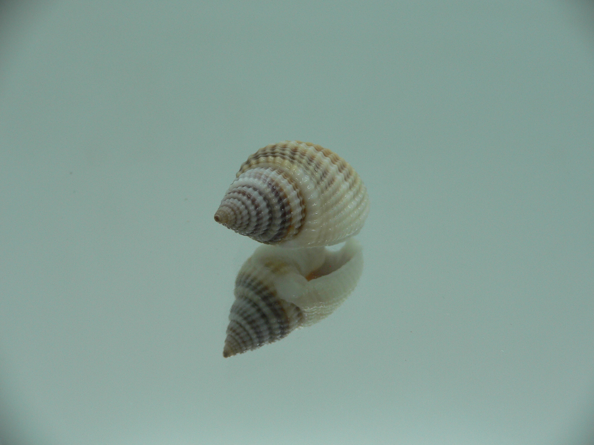 Nassarius livescens TRICOLOR