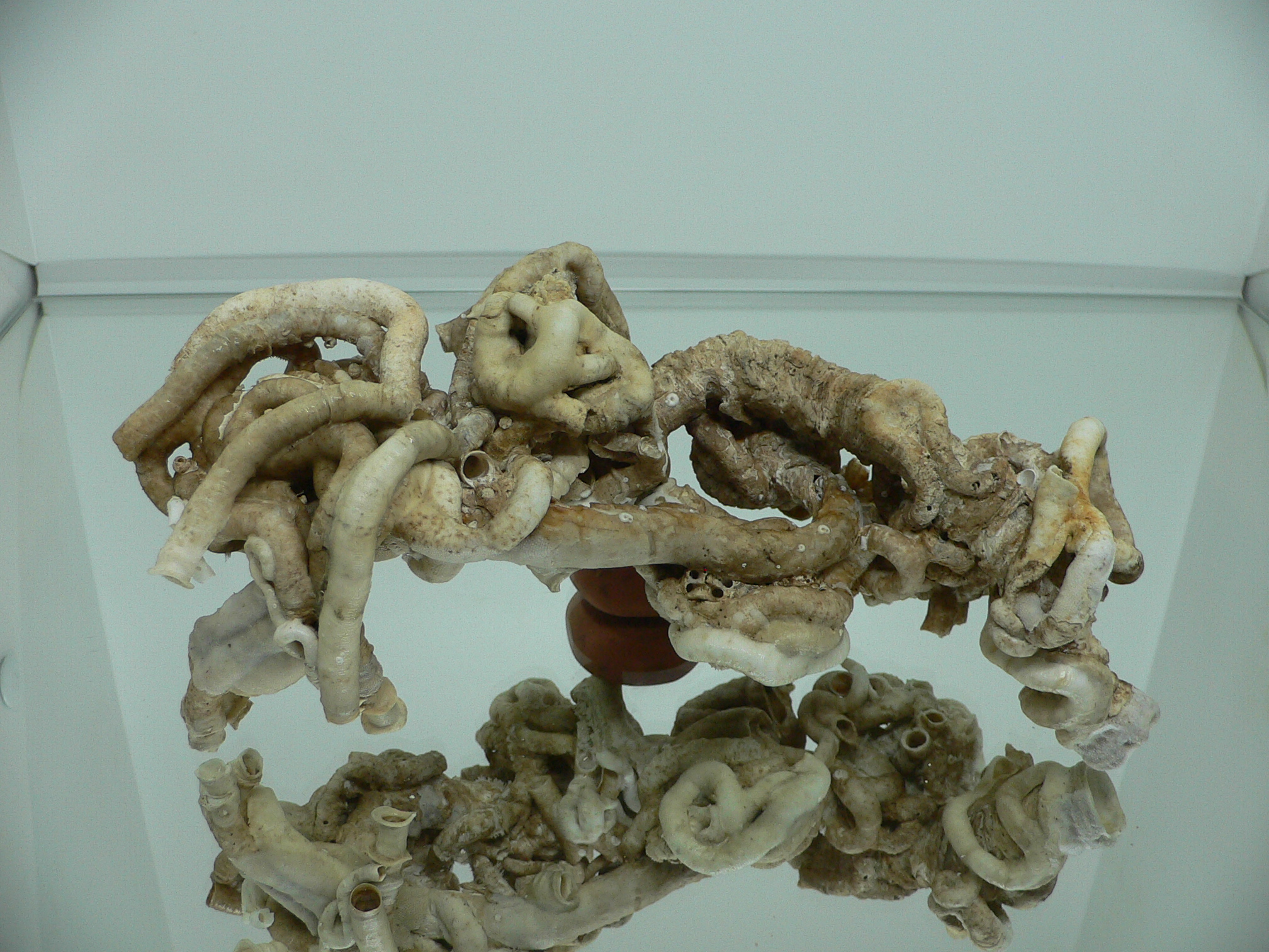 Колония Serpula SP. ELONGATE & HEAVY