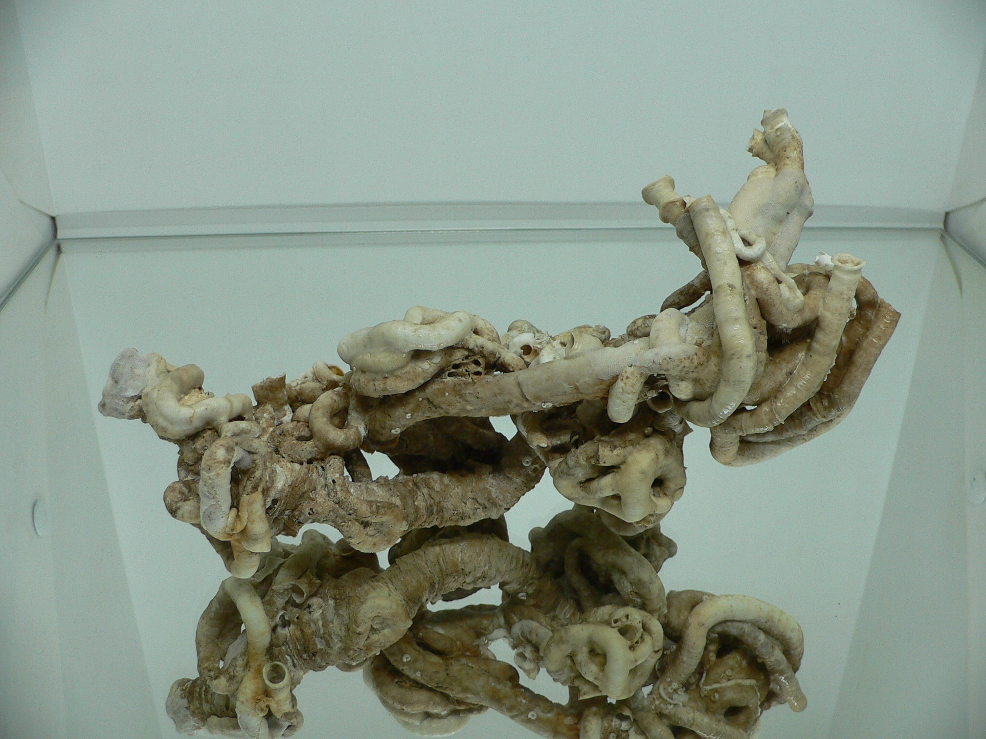 Колония Serpula SP. ELONGATE & HEAVY