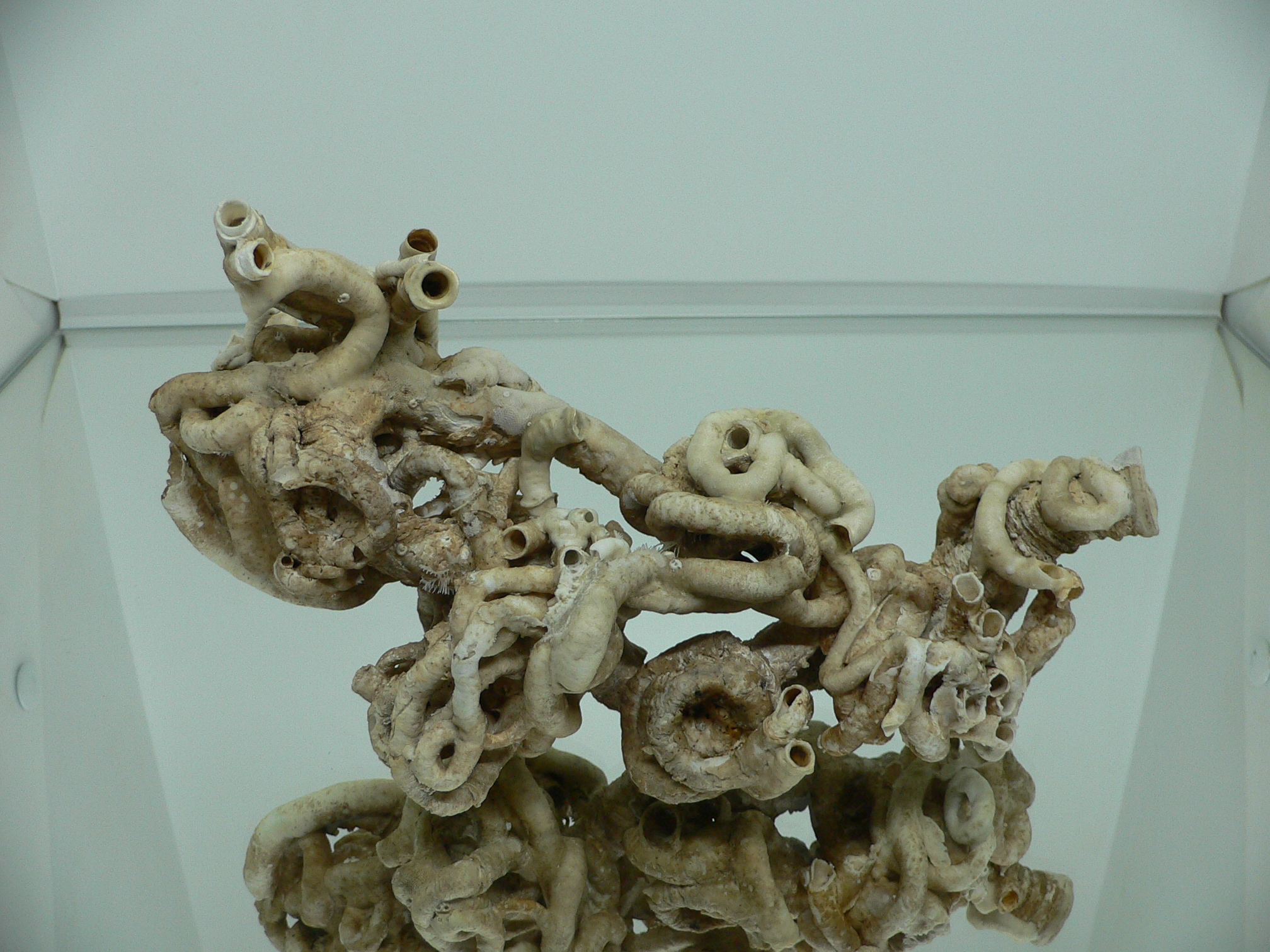 Колония Serpula SP. ELONGATE & HEAVY