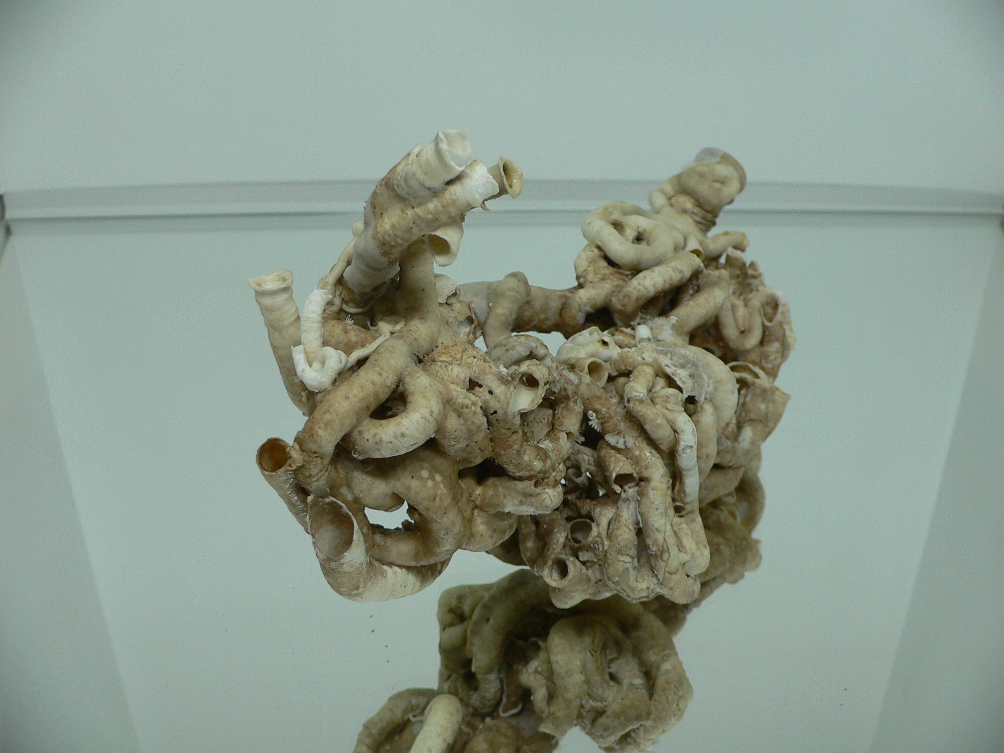 Колония Serpula SP. ELONGATE & HEAVY