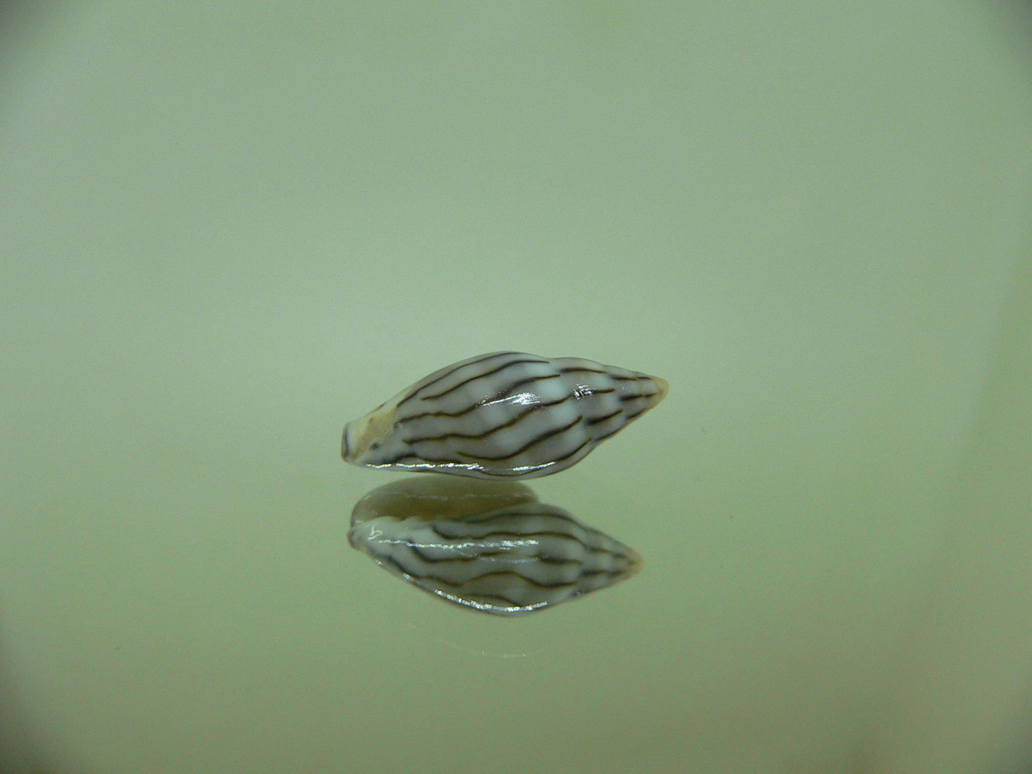 Marginella cleryi