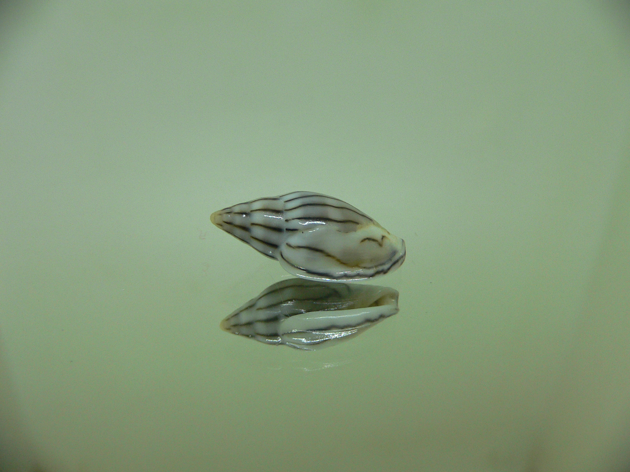 Marginella cleryi