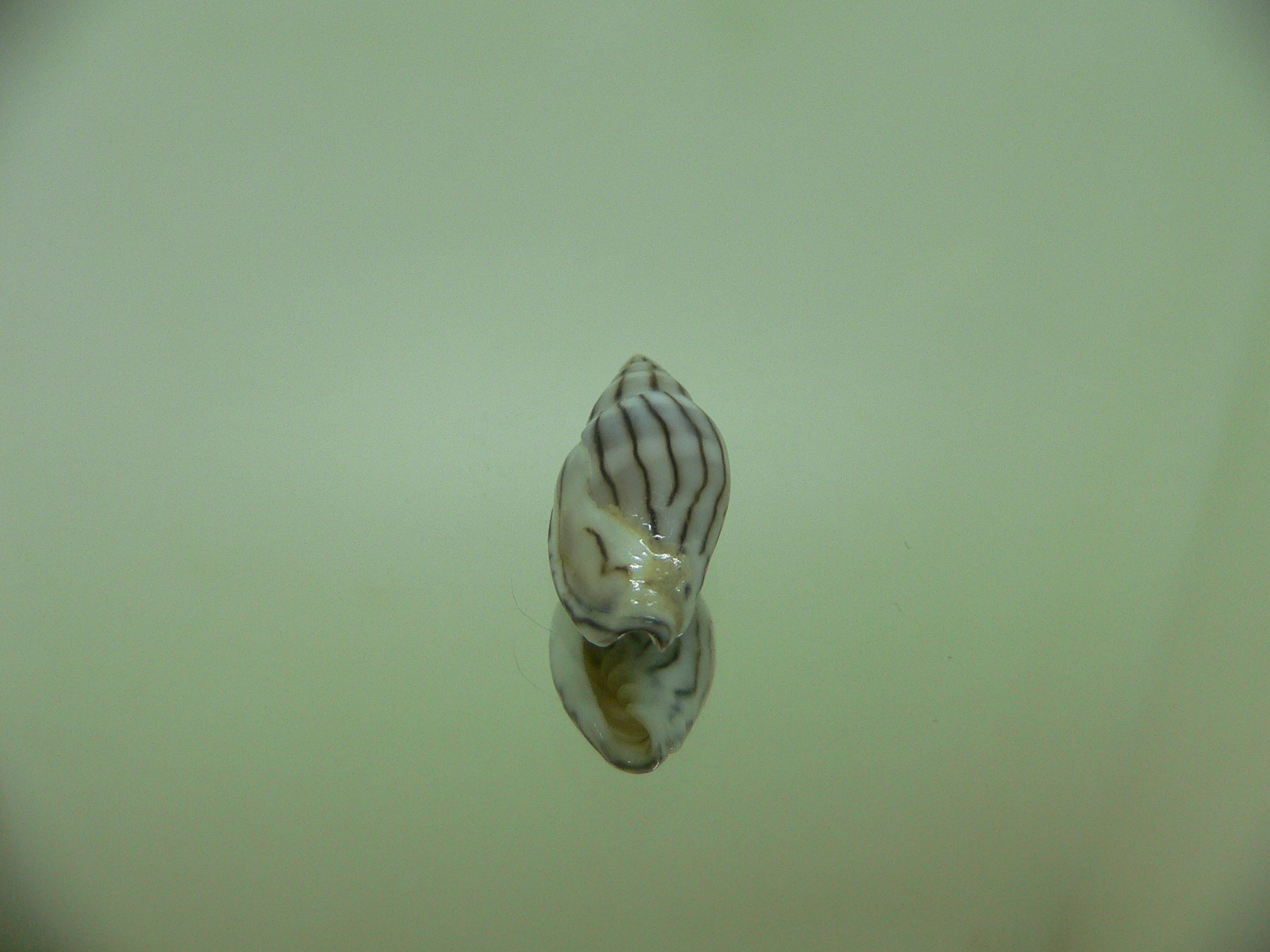 Marginella cleryi