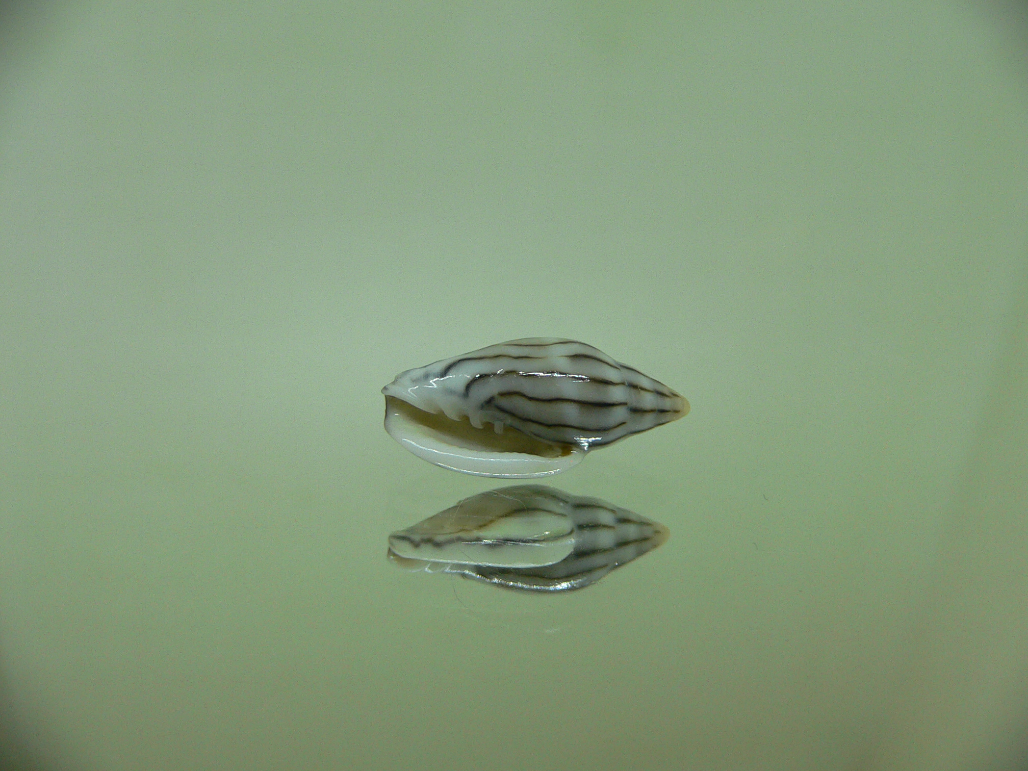 Marginella cleryi