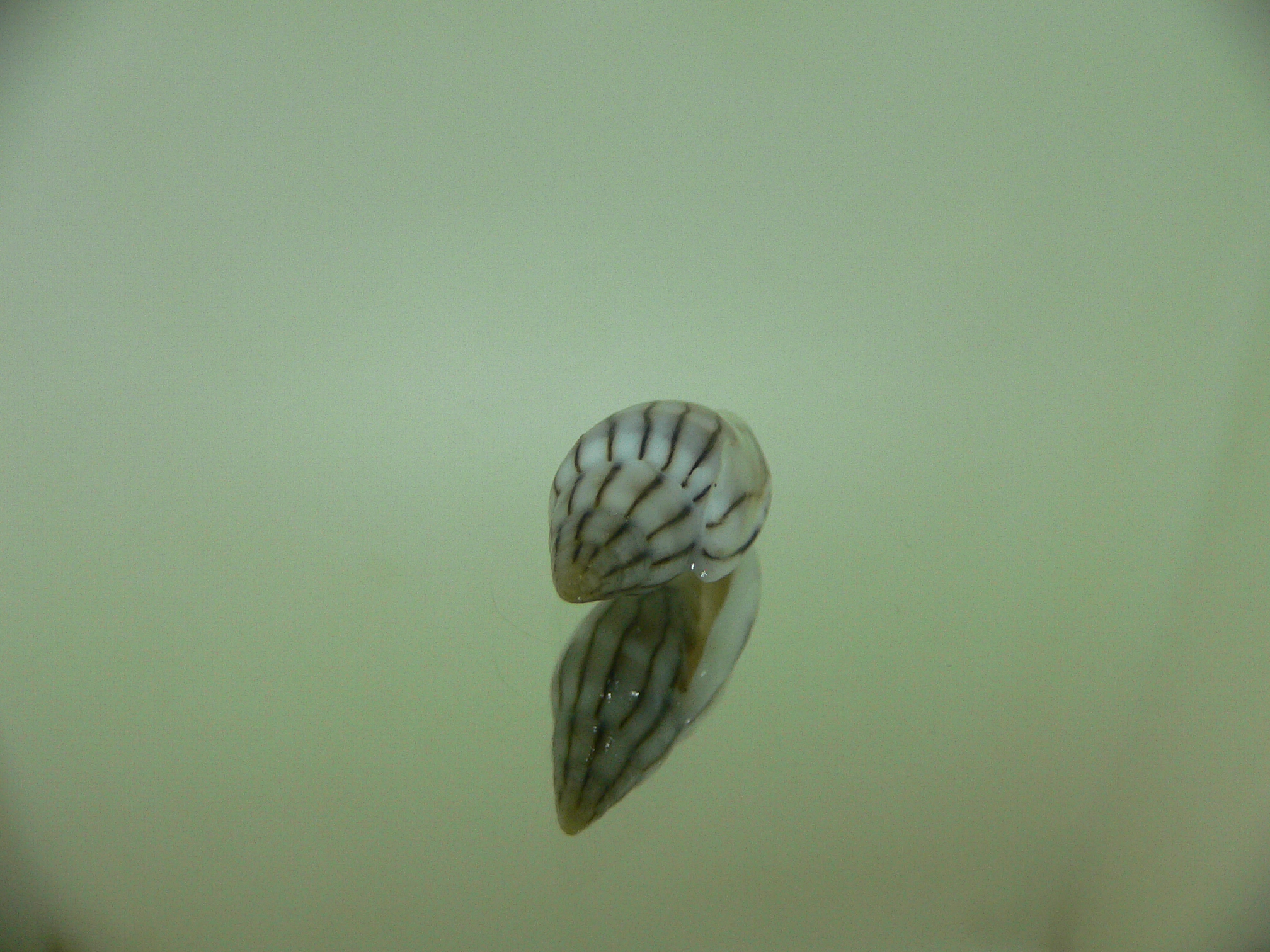 Marginella cleryi