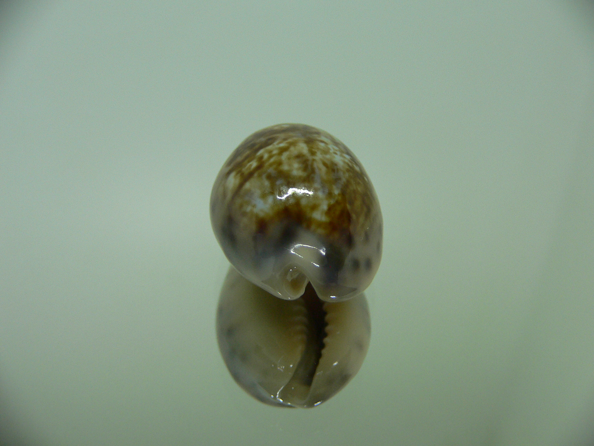 Cypraea zonaria COLORS!!!