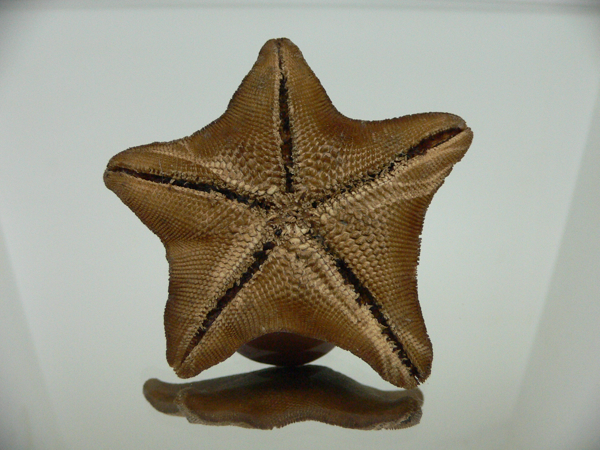 Patiria pectinifera 2