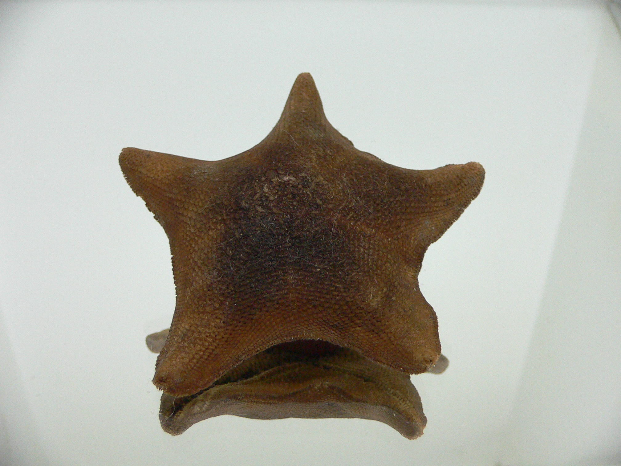 Patiria pectinifera 2