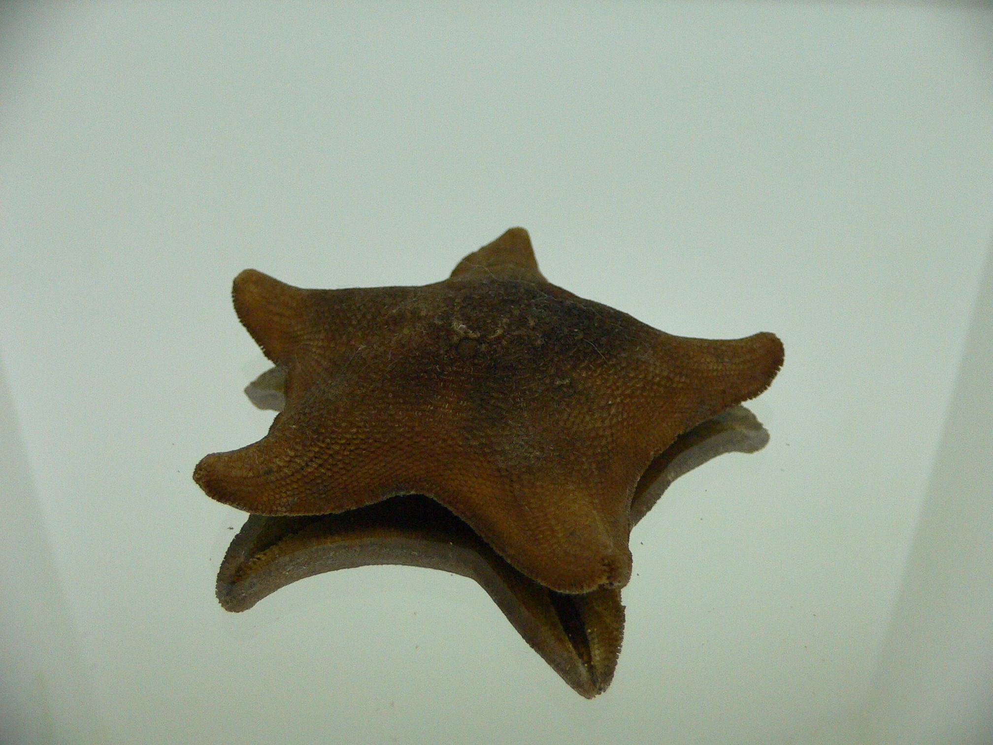 Patiria pectinifera 2