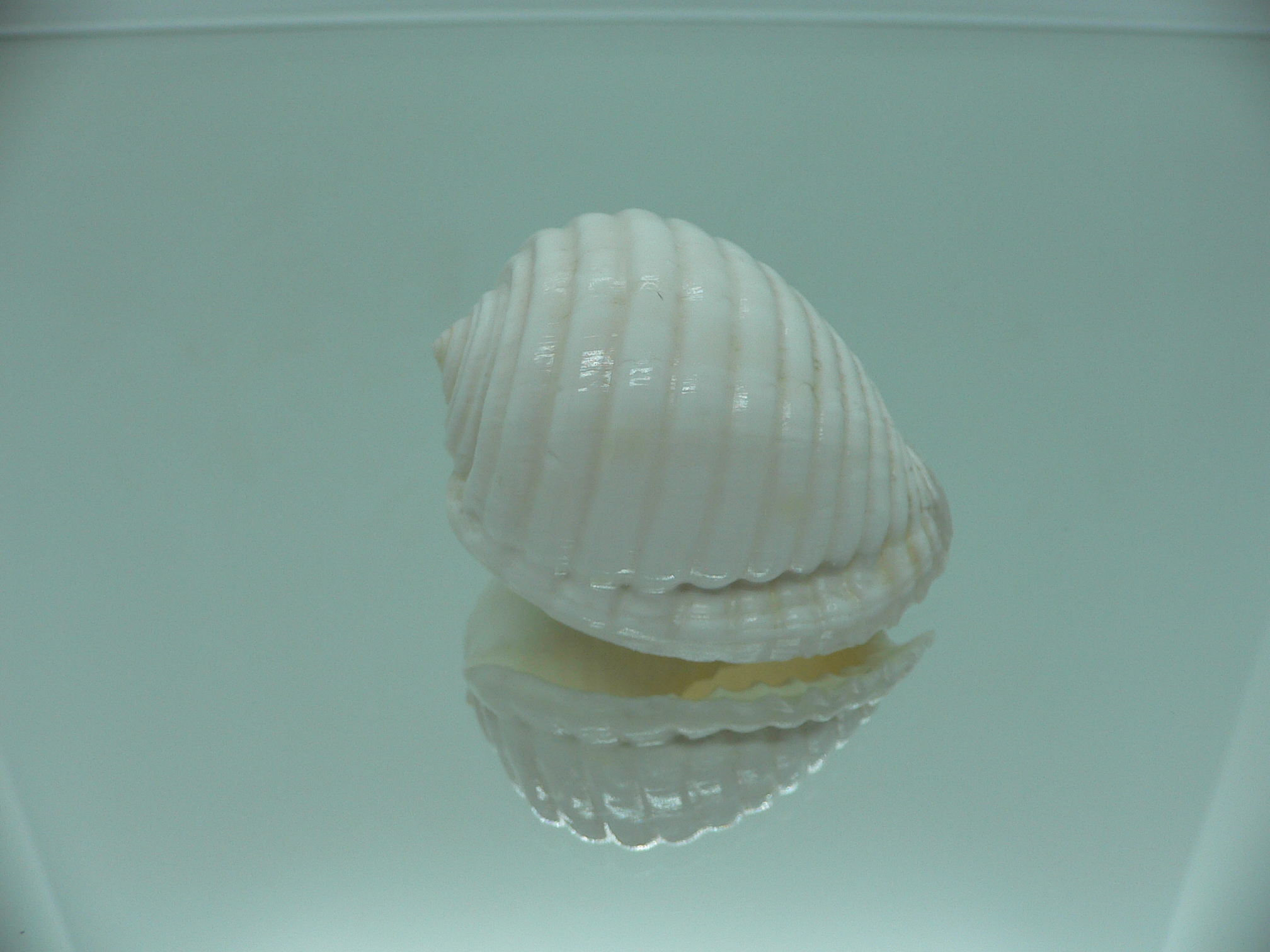 Malea pomum SP. ALBINOS