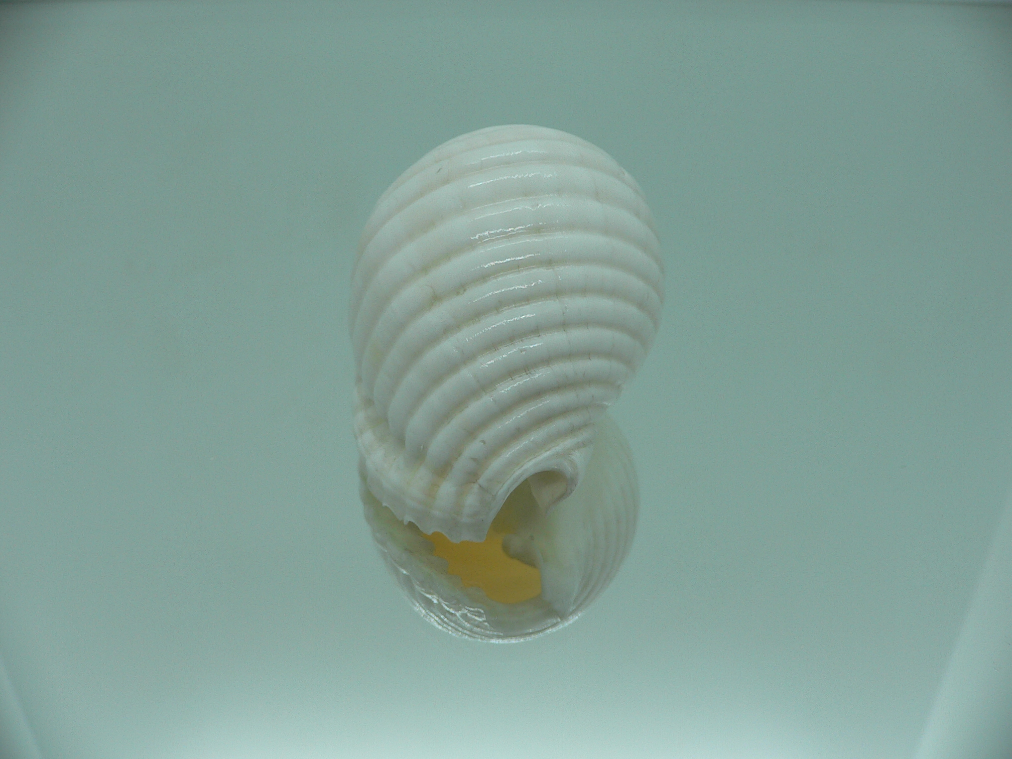 Malea pomum SP. ALBINOS