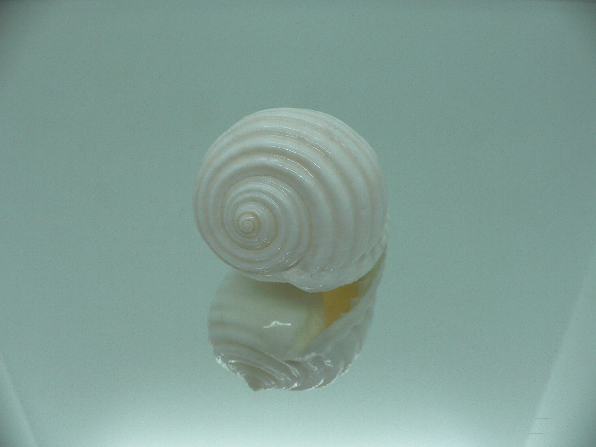 Malea pomum SP. ALBINOS