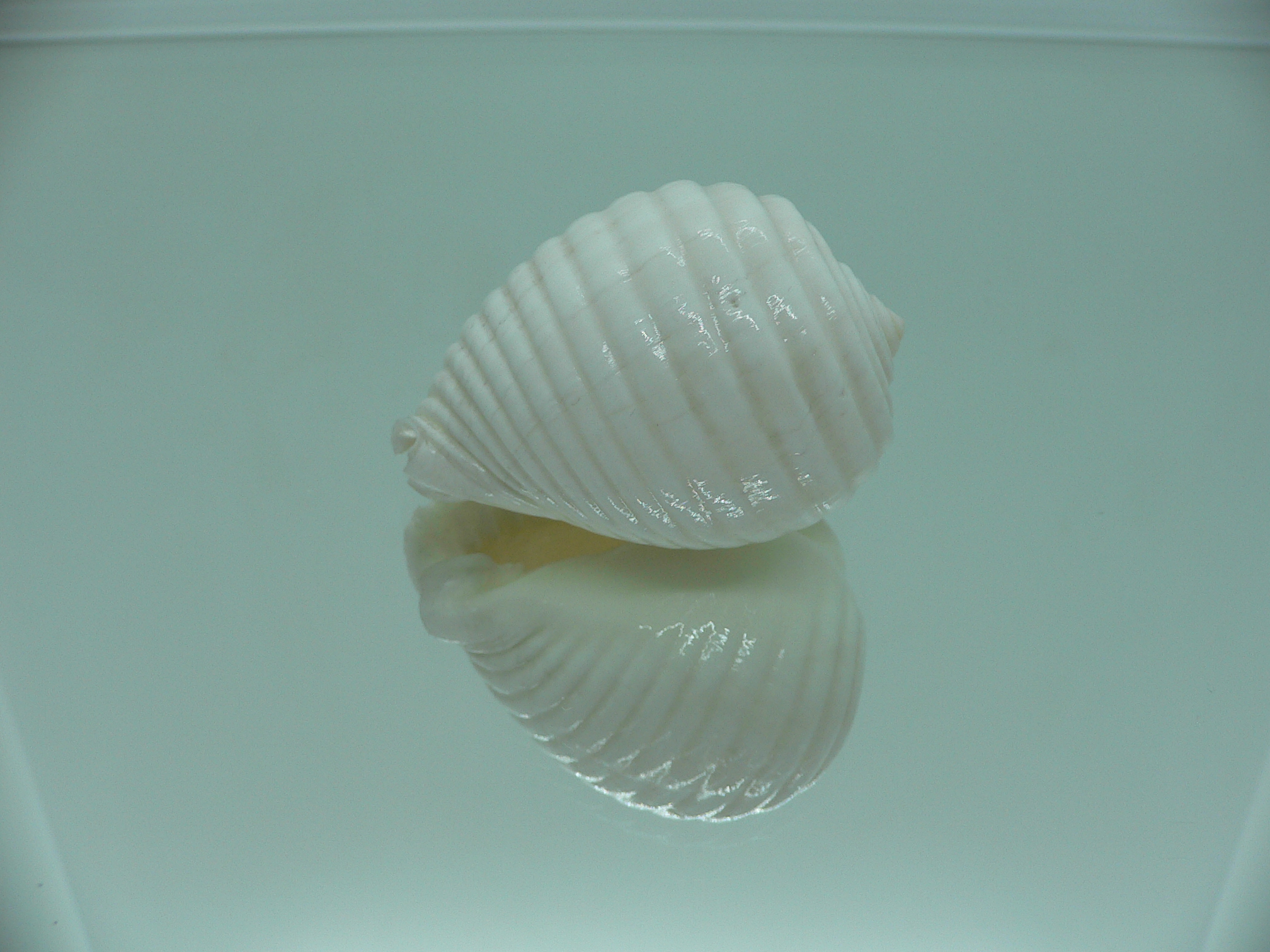 Malea pomum SP. ALBINOS