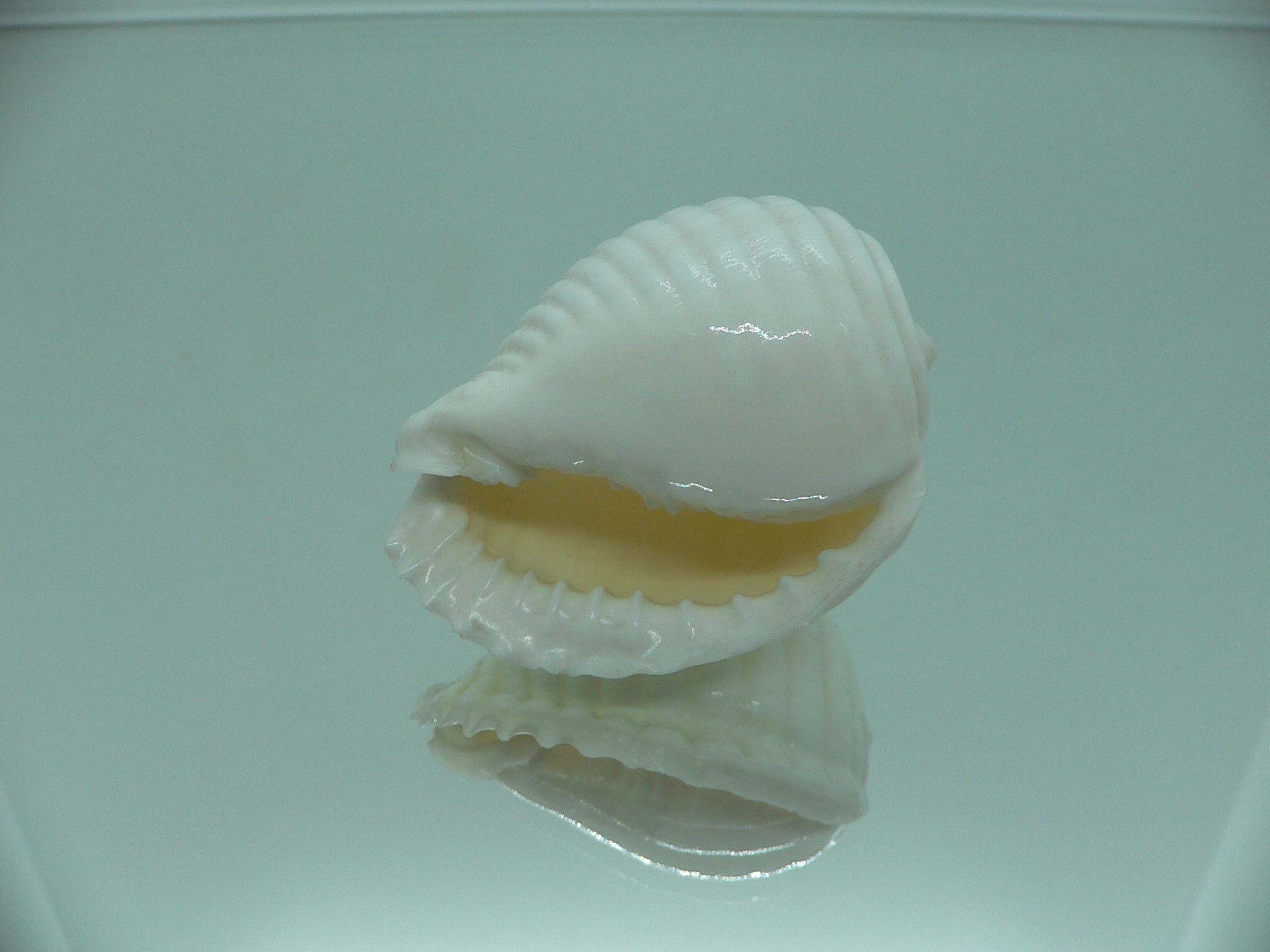 Malea pomum SP. ALBINOS