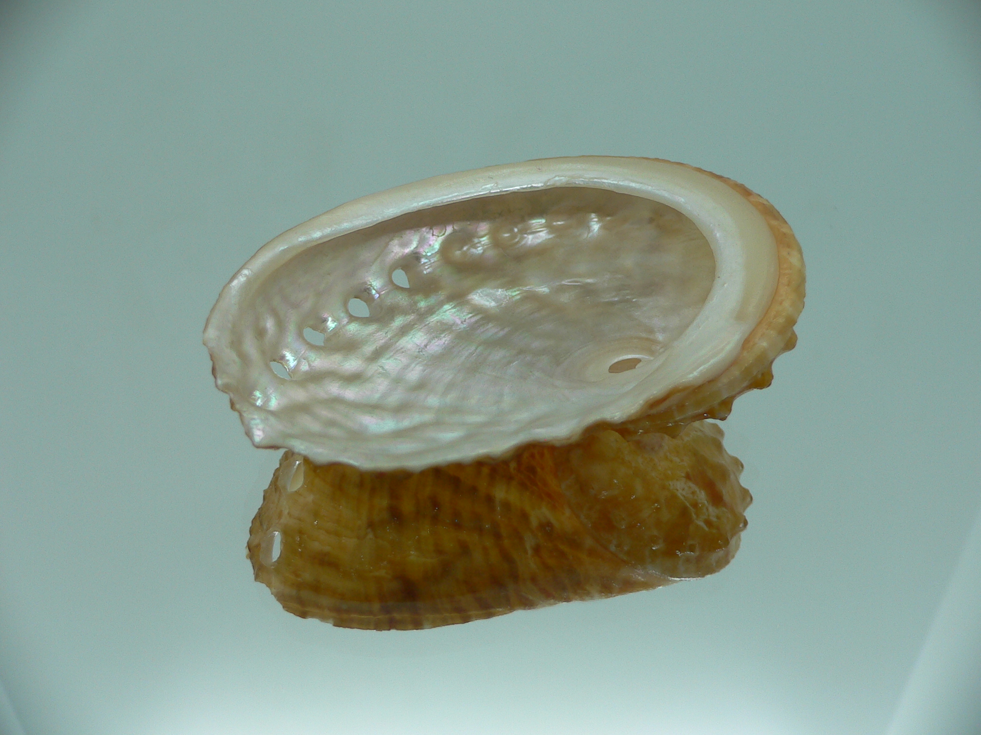 Haliotis ovina cf. BIG & ORANGE