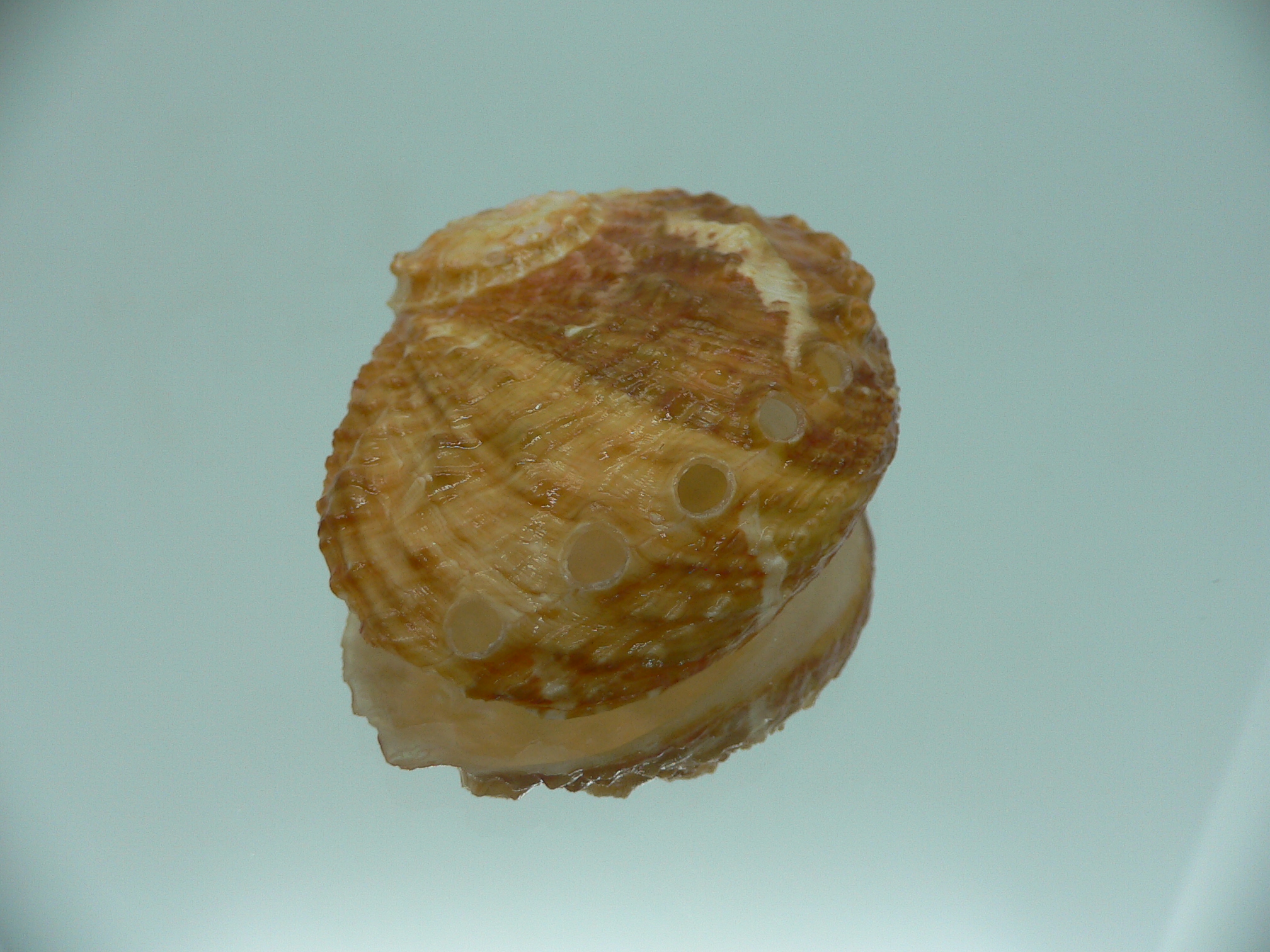 Haliotis ovina cf. BIG & ORANGE