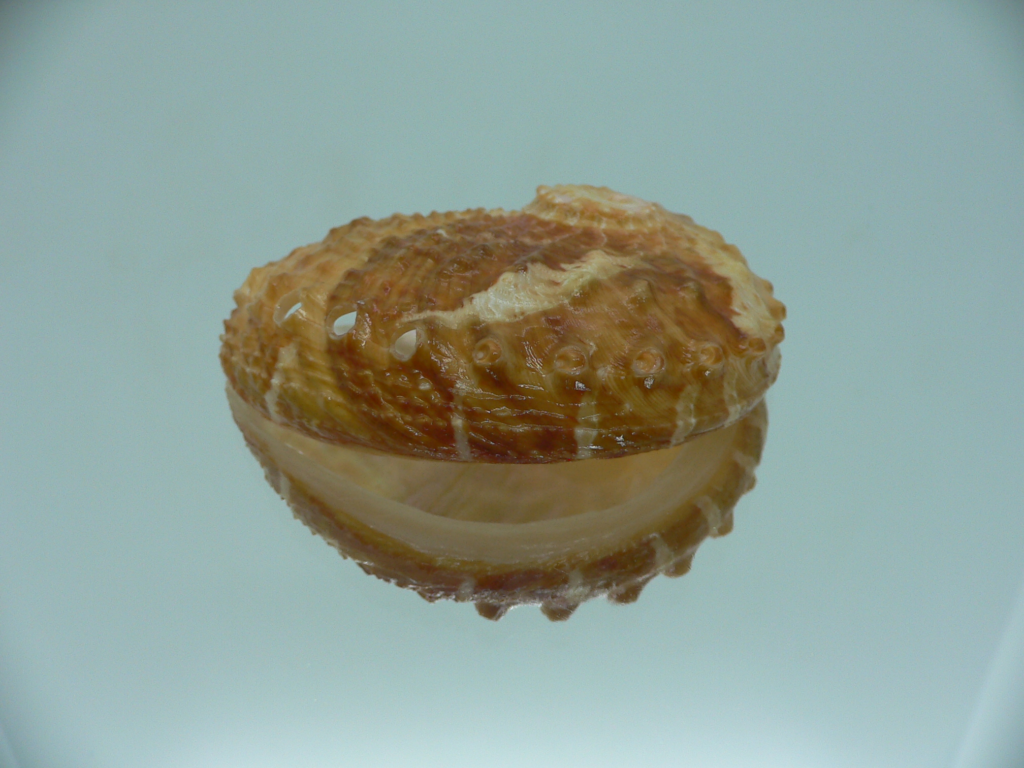 Haliotis ovina cf. BIG & ORANGE