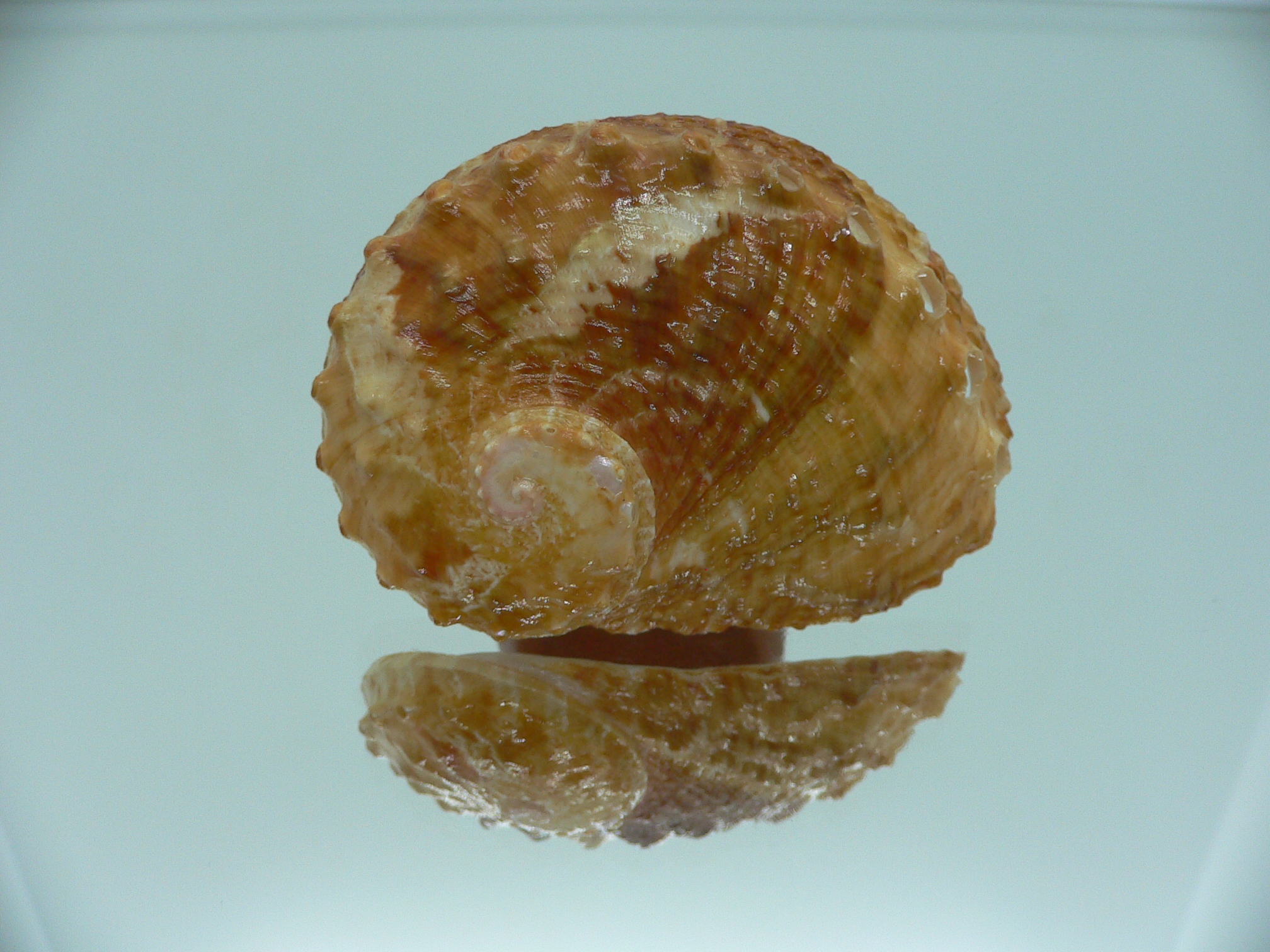 Haliotis ovina cf. BIG & ORANGE