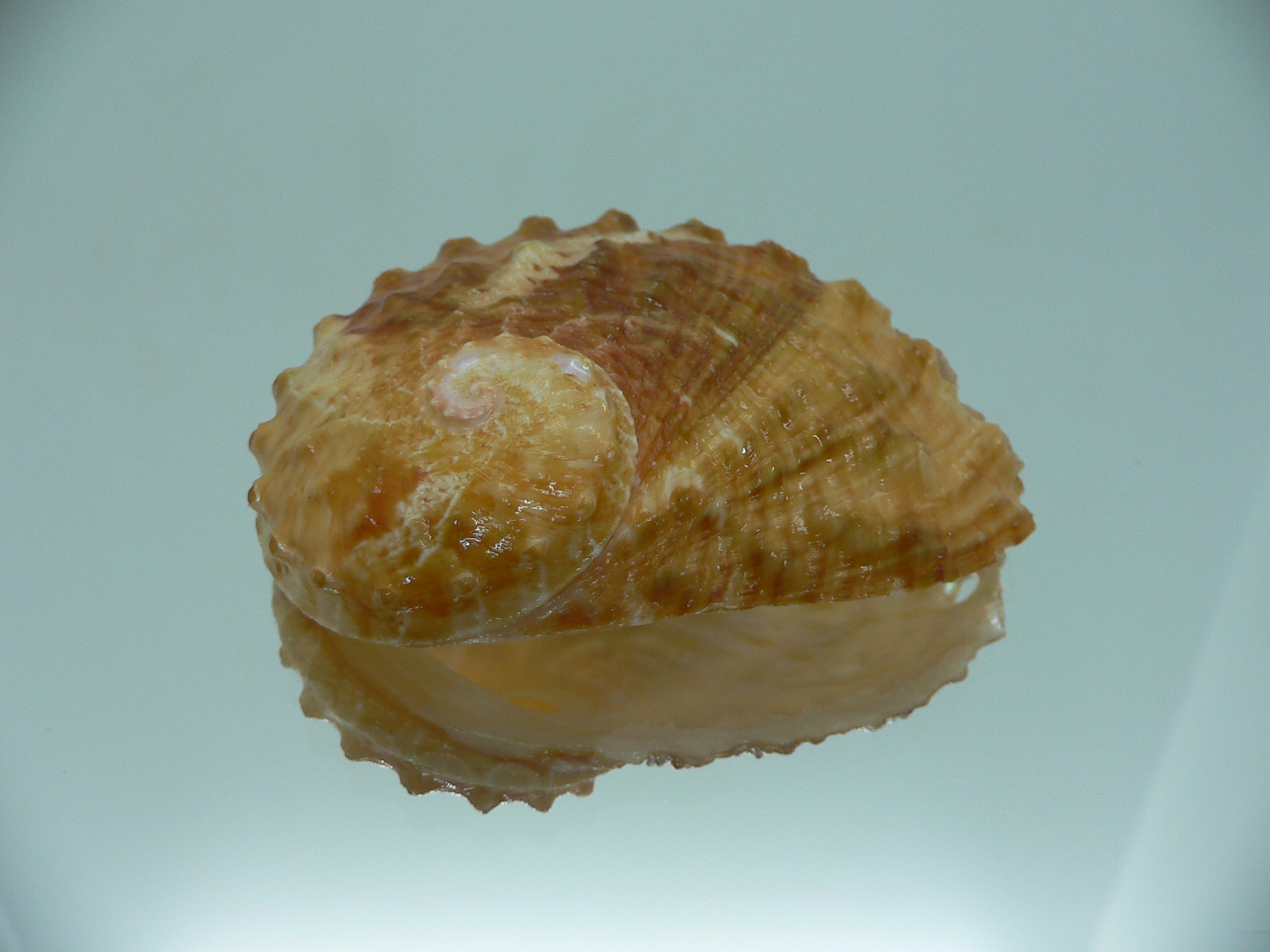 Haliotis ovina cf. BIG & ORANGE