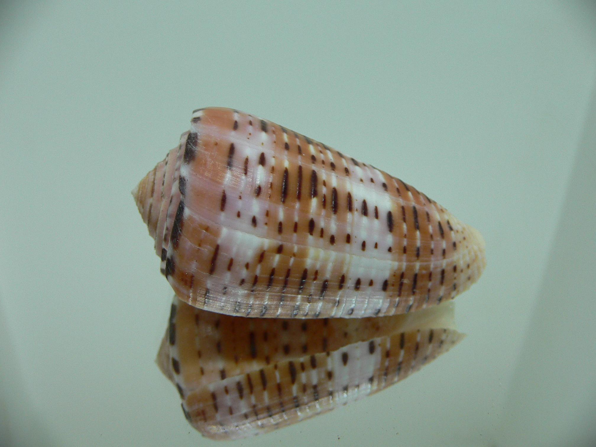 Conus aurisiacus VERY DARK