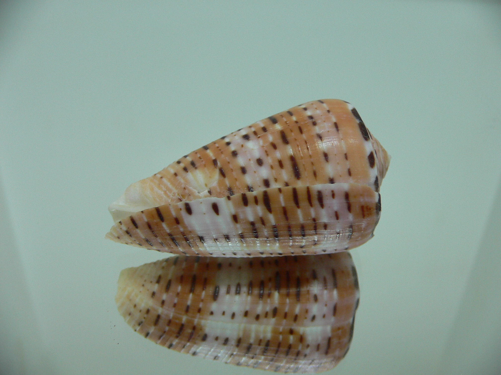 Conus aurisiacus VERY DARK
