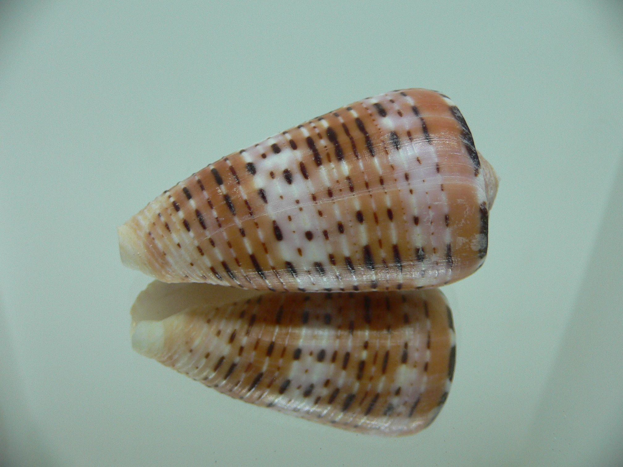 Conus aurisiacus VERY DARK