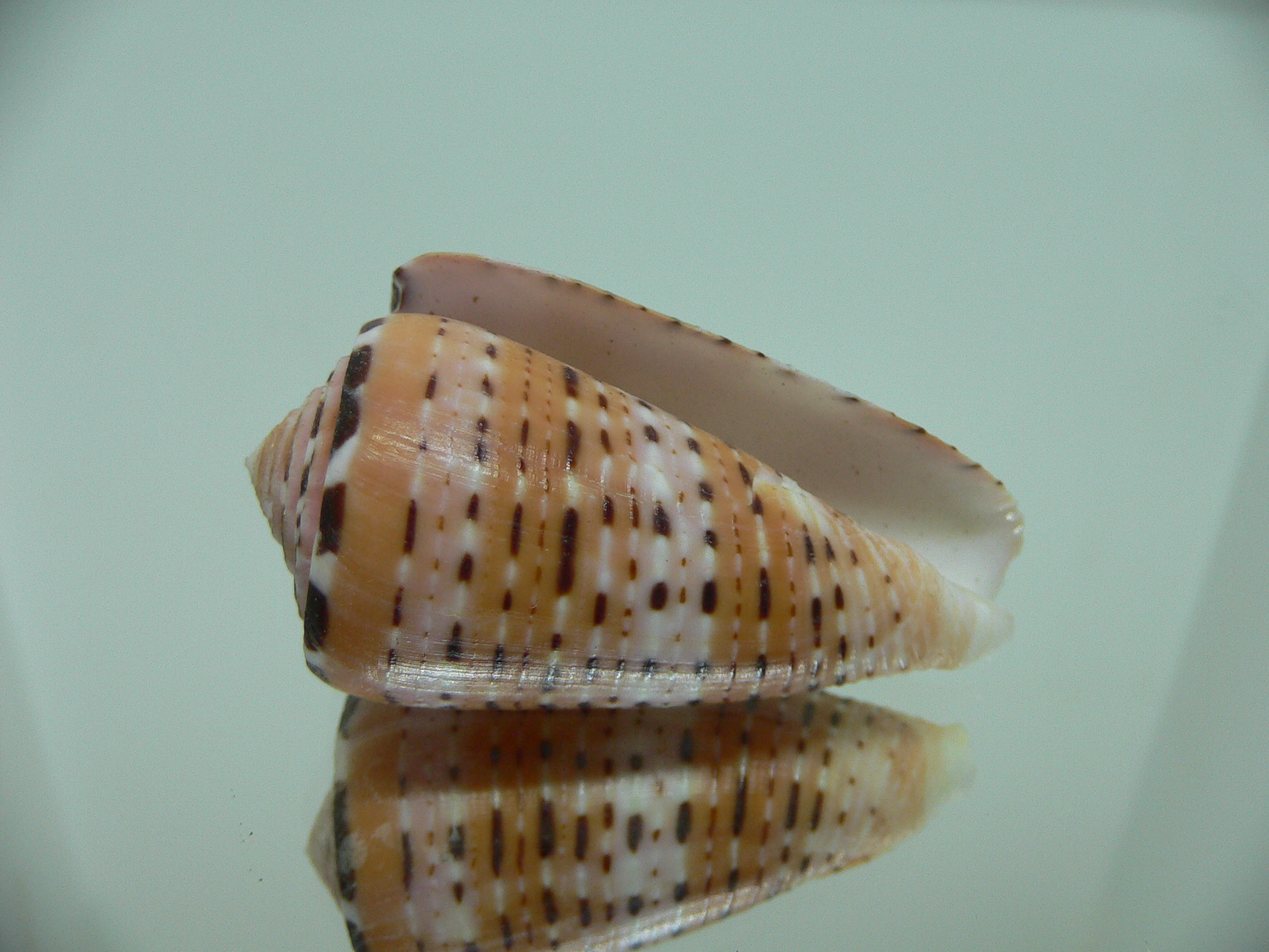 Conus aurisiacus VERY DARK