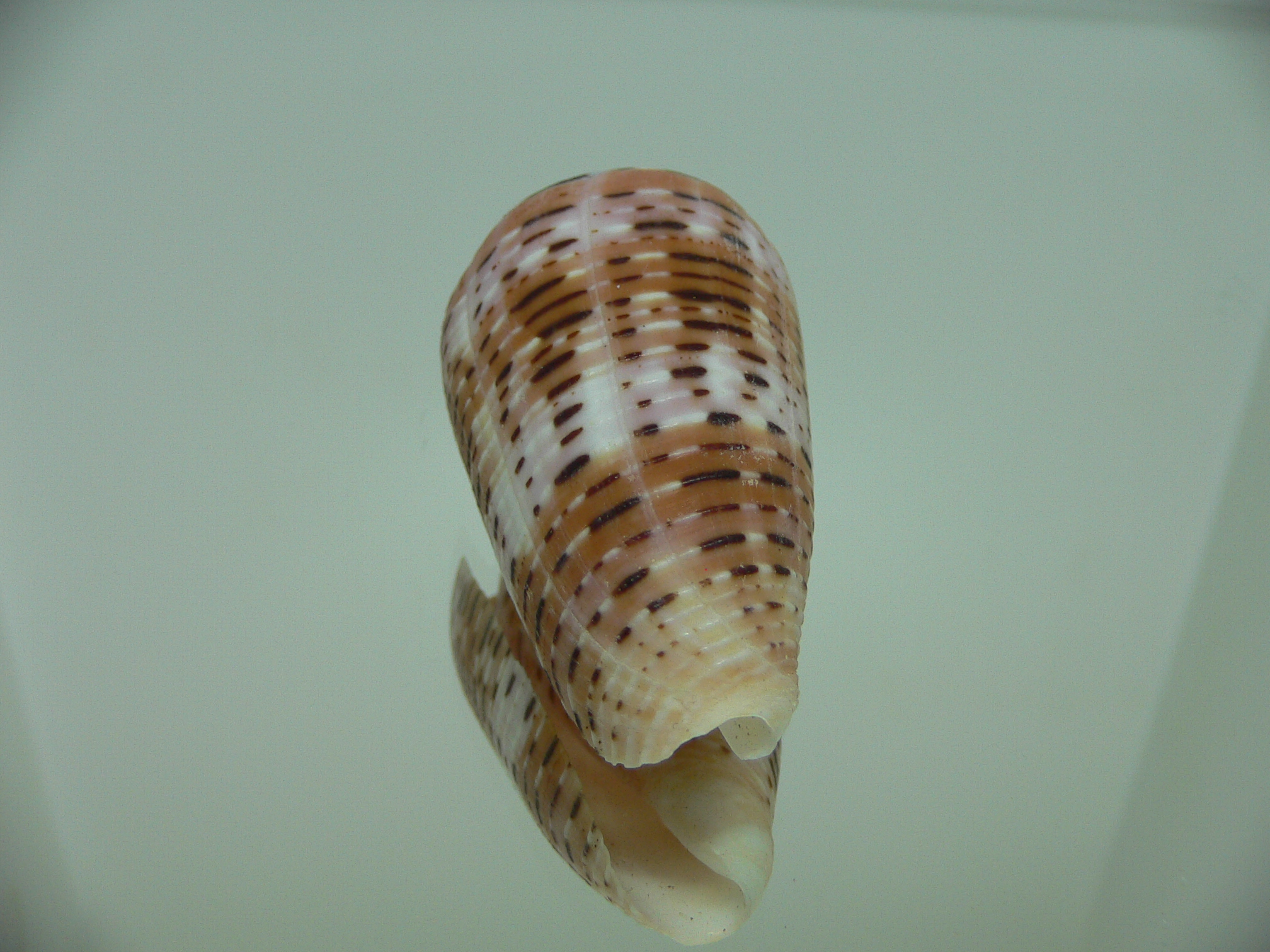 Conus aurisiacus VERY DARK