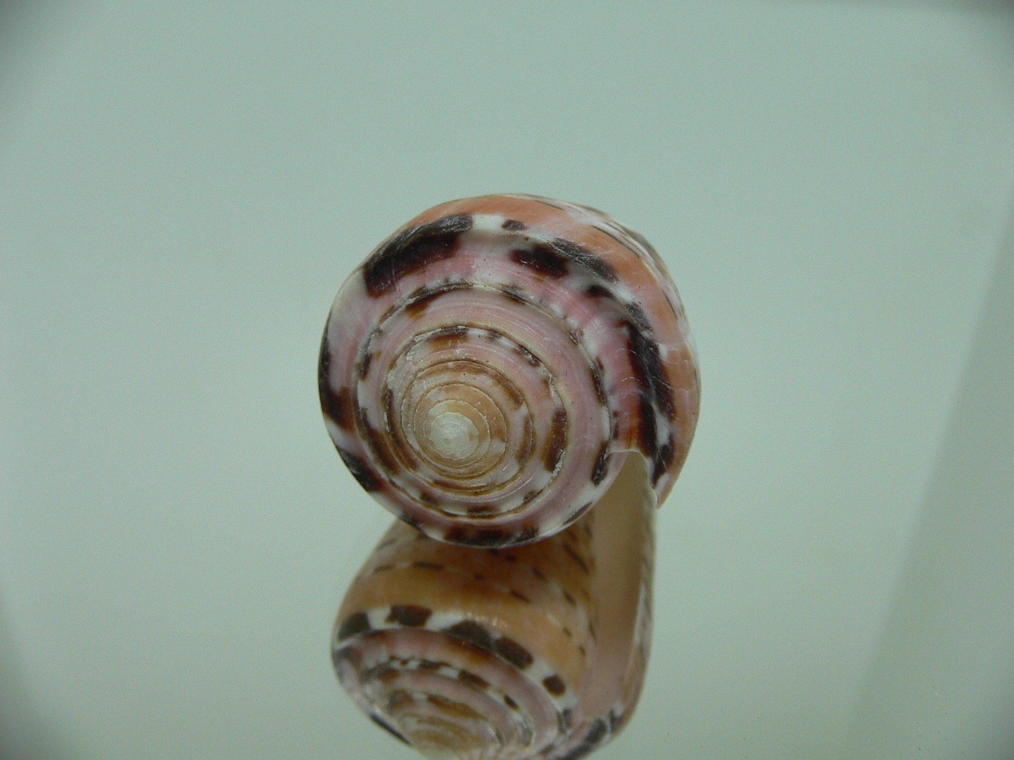 Conus aurisiacus VERY DARK