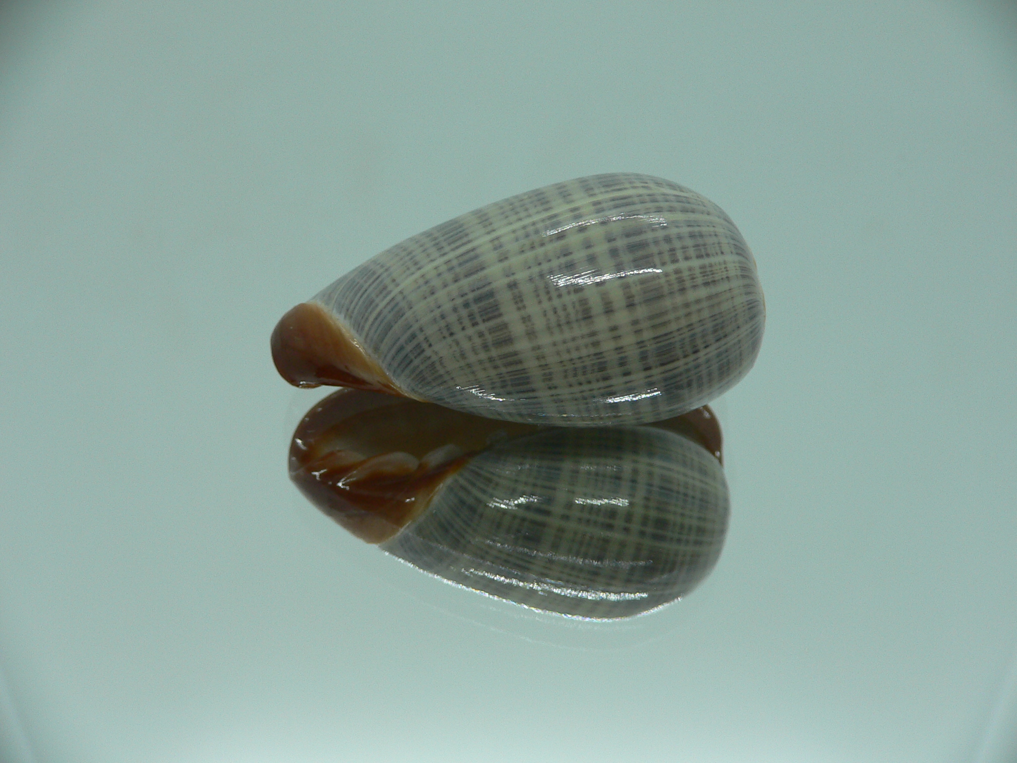 Cryptospira elegans SUPER