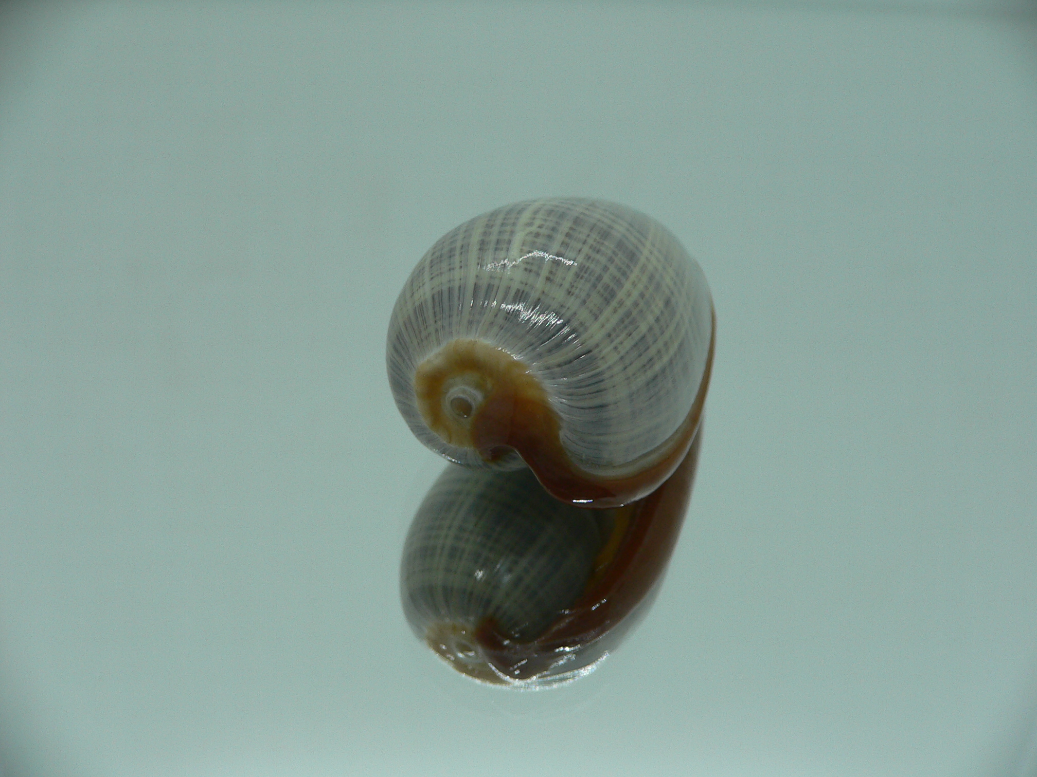 Cryptospira elegans SUPER